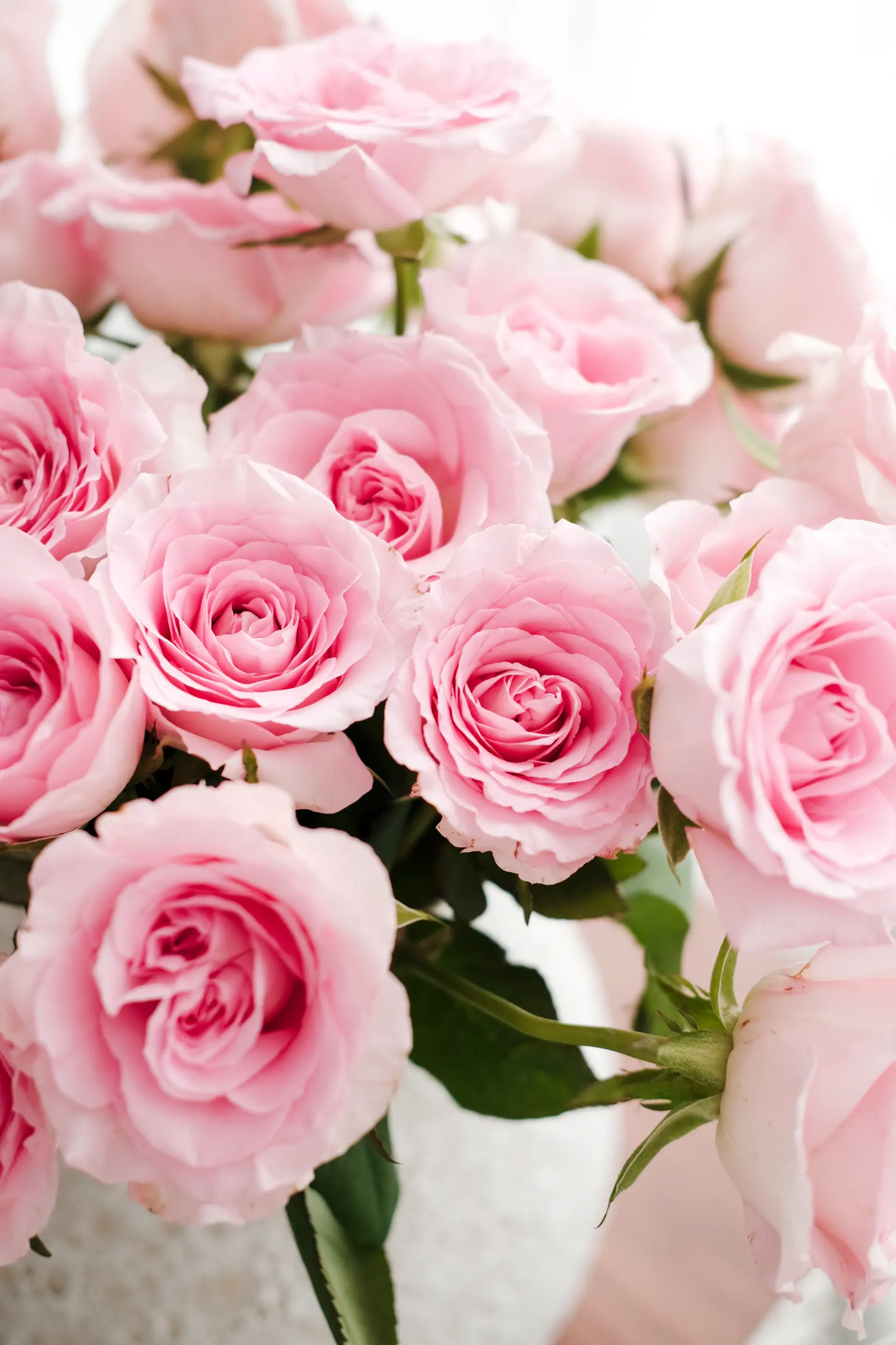 Blush rose round box