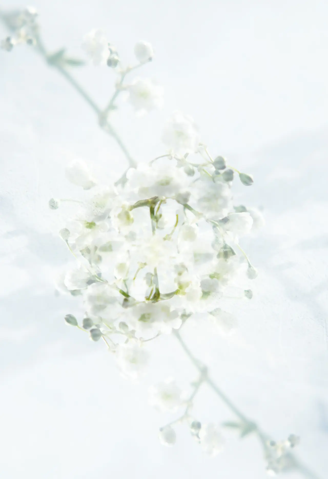 Blush rose against a clean white backdrop