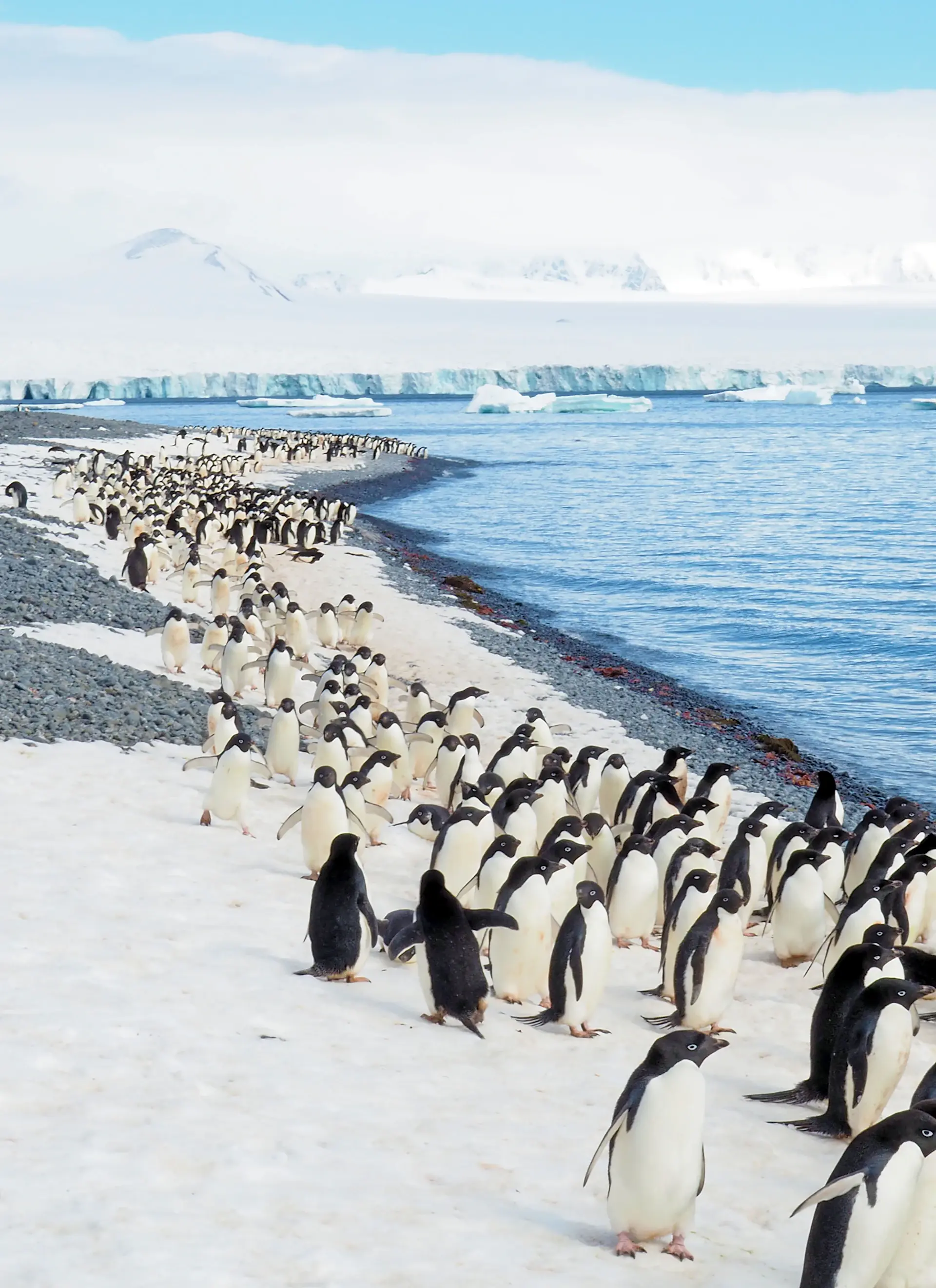 A colony of gentoo penguins on a snow-covered shore
