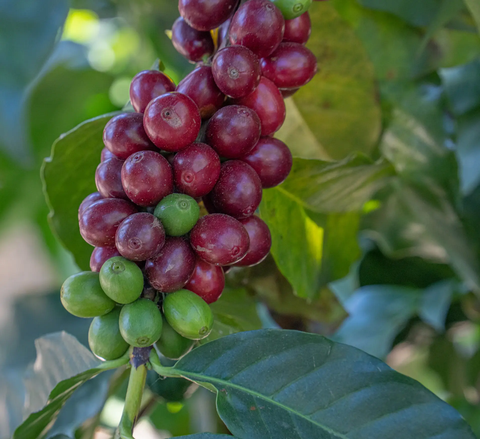 Coffee cherries