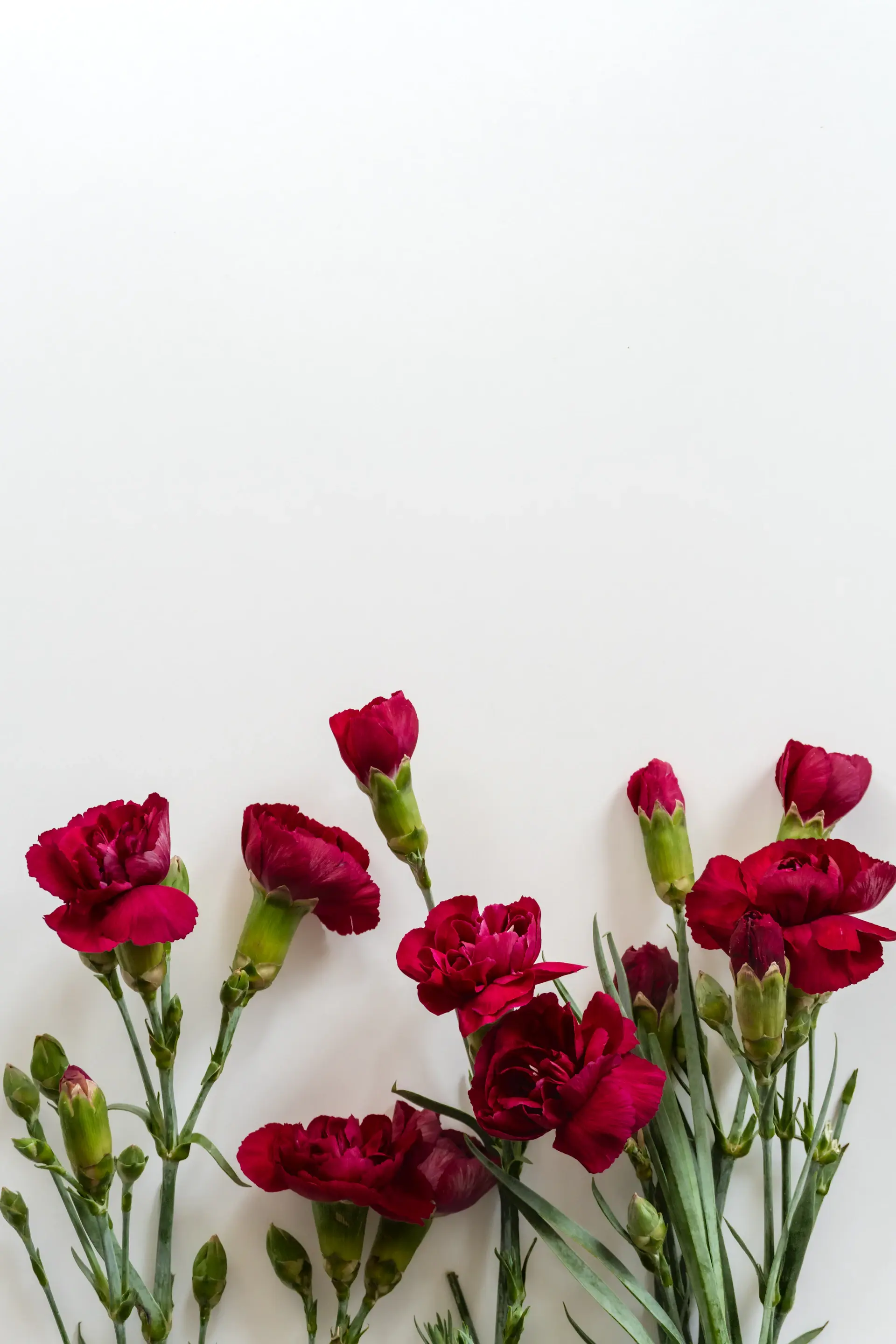 A single rose isolated in negative space