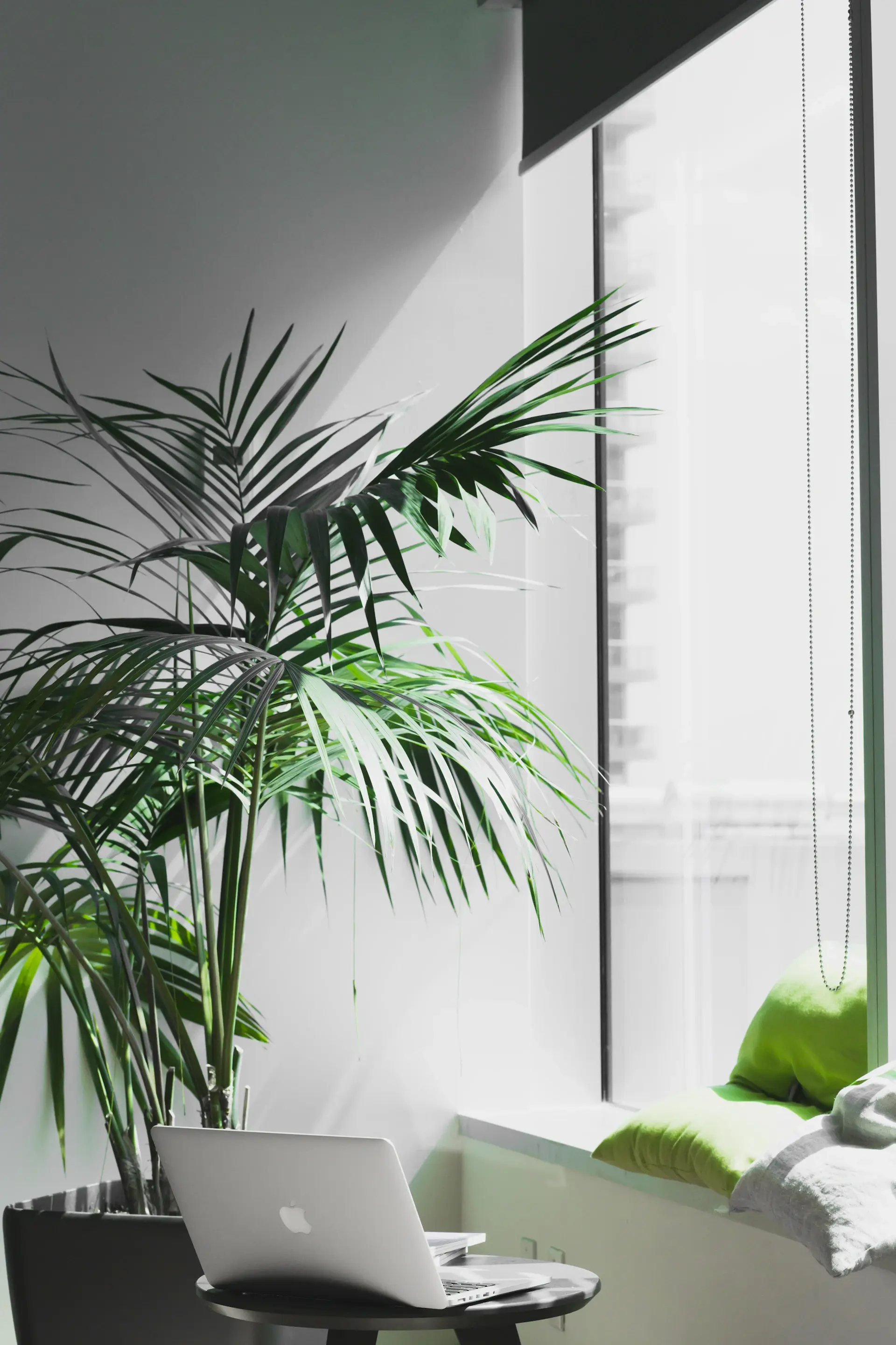 Meeting room with a row of peace lilies