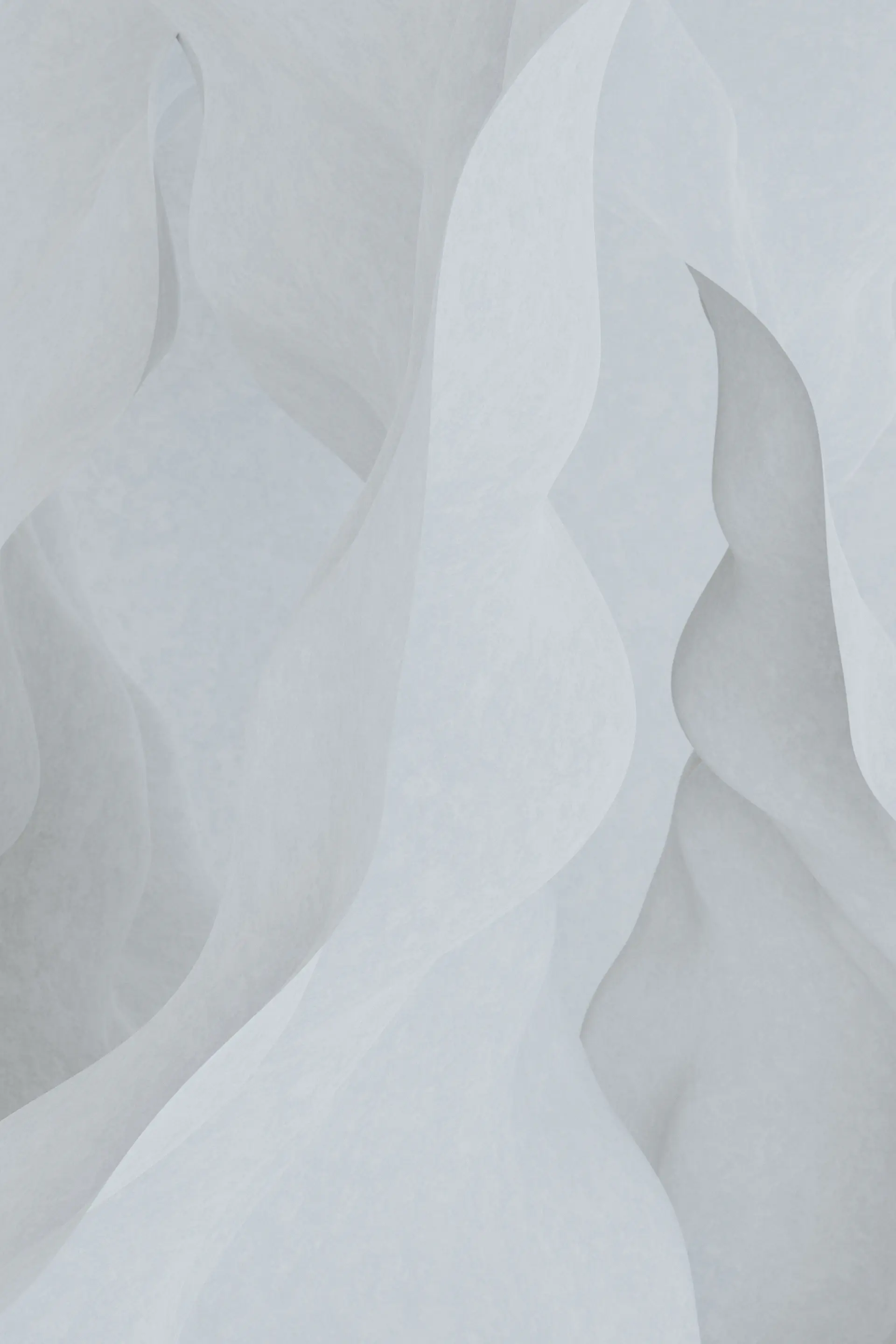 Single white rose isolated in negative space