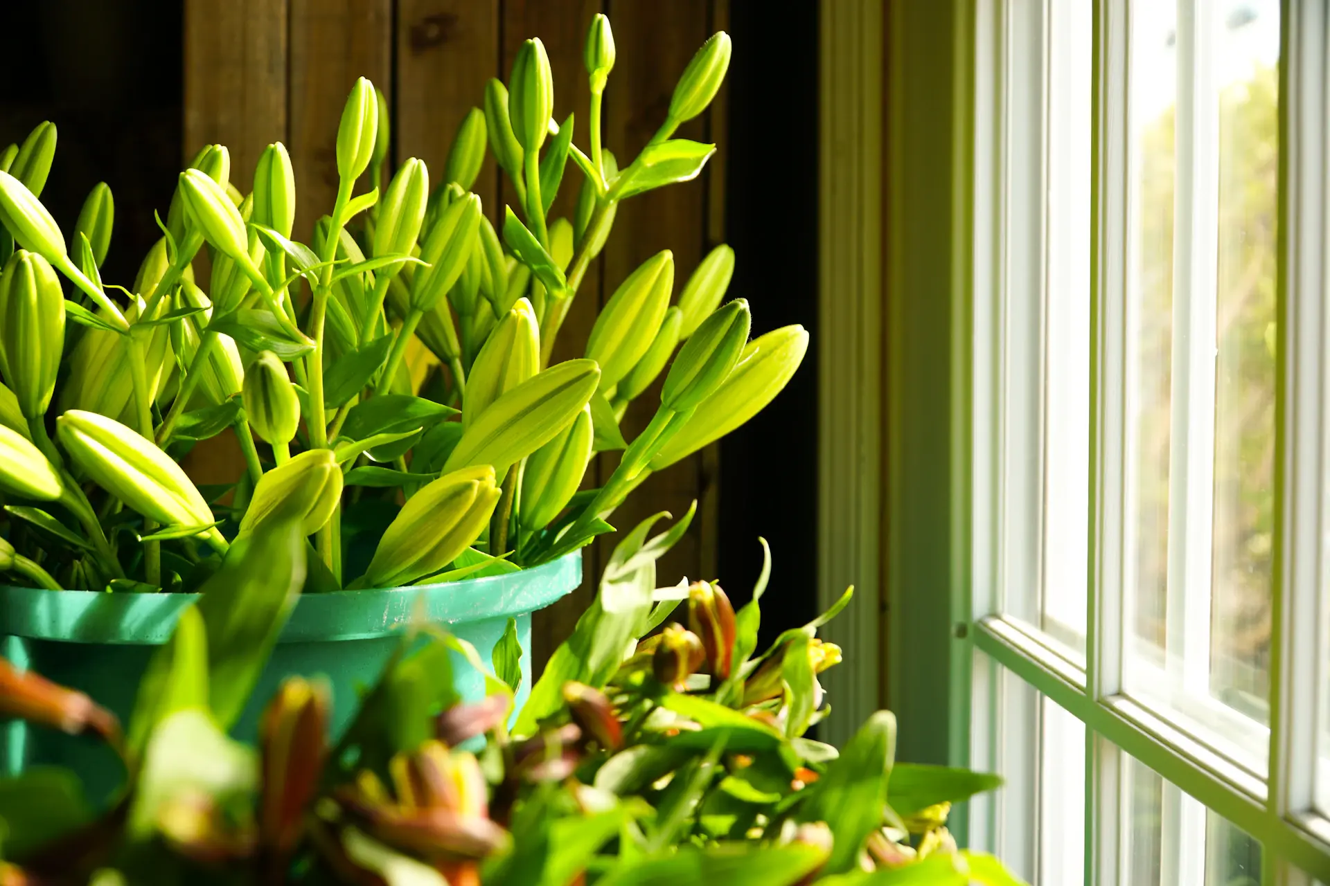 Houseplants by a sunny window in soft seasonal light