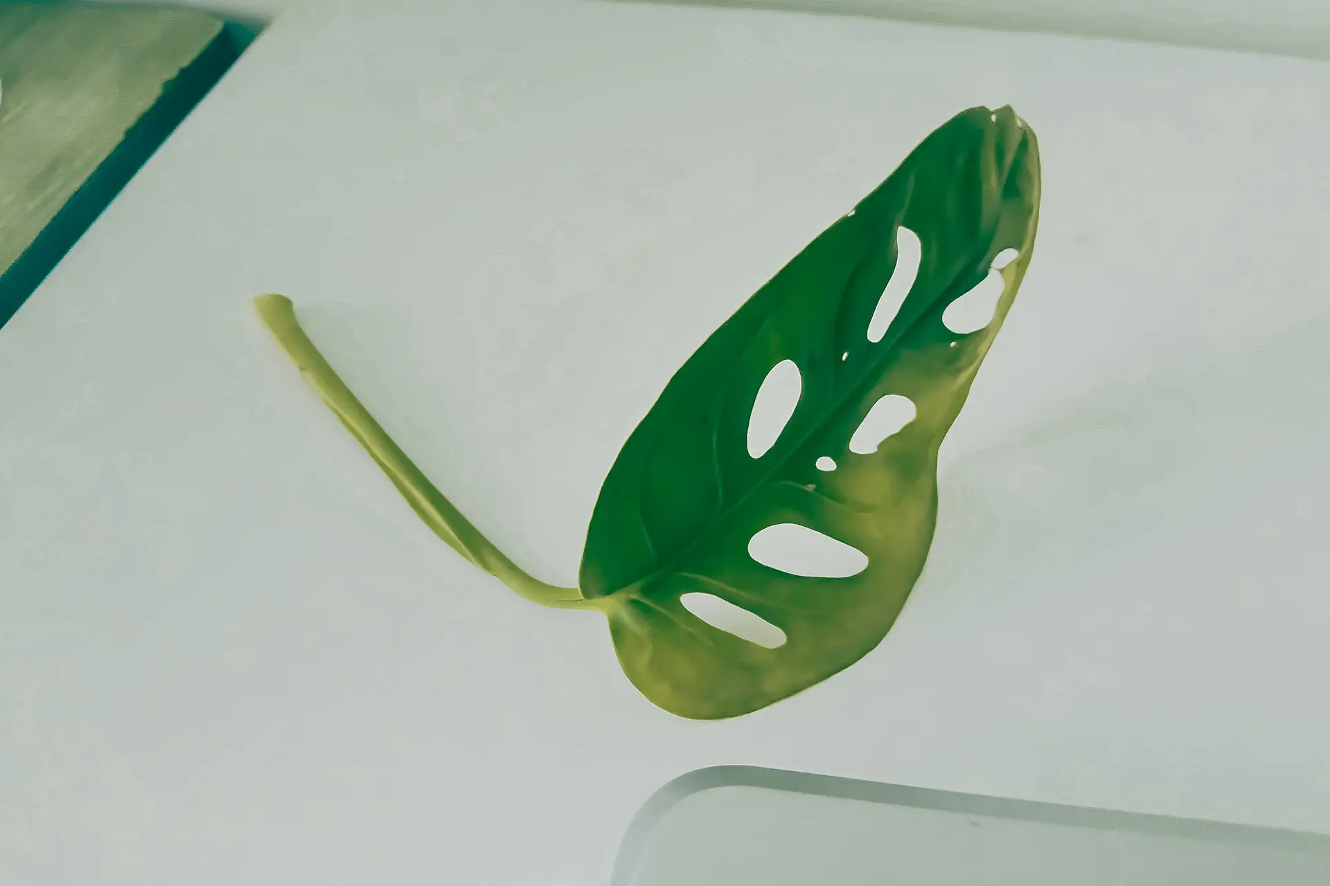 Monstera