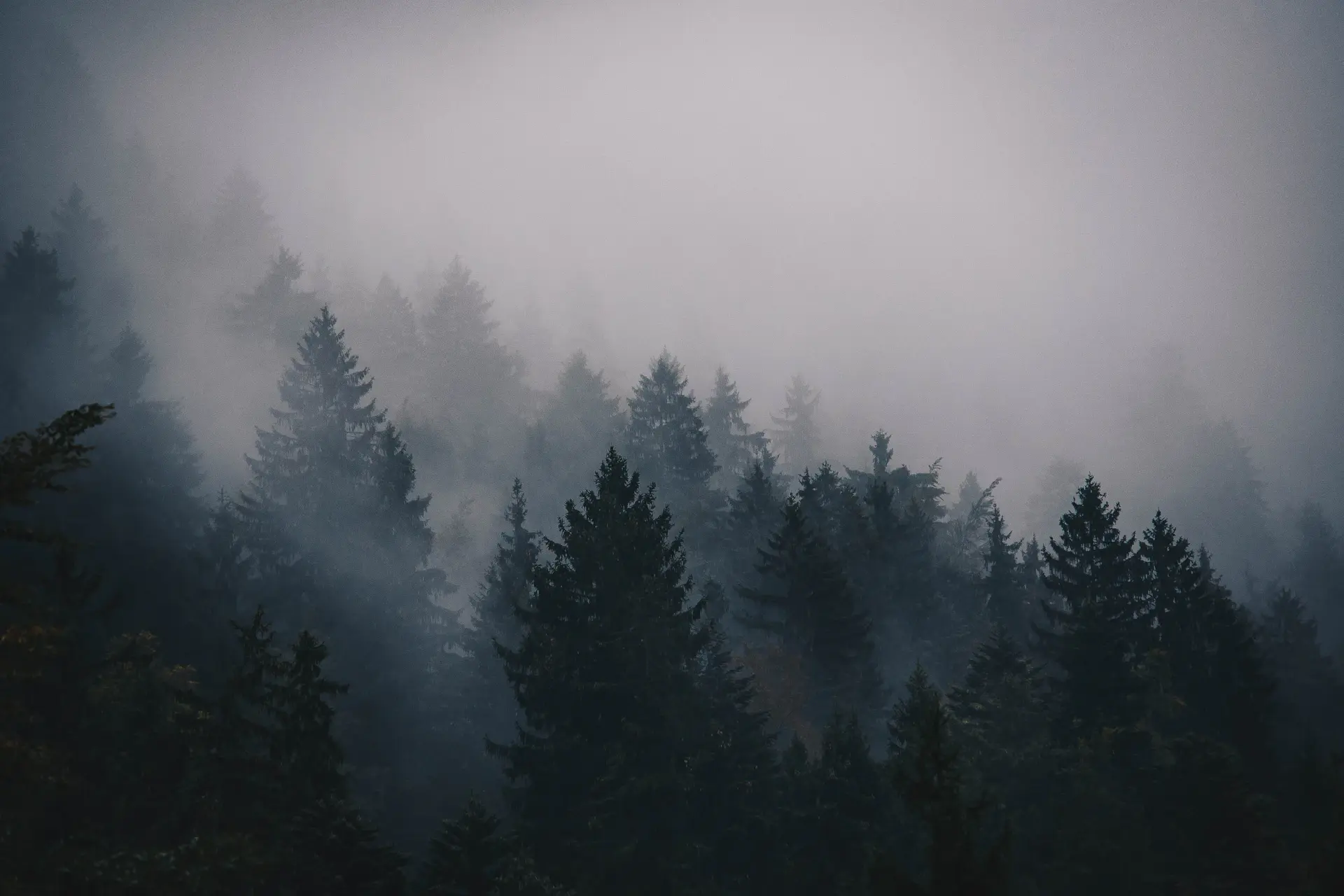 Fog slowly lifting from a dense forest at dawn