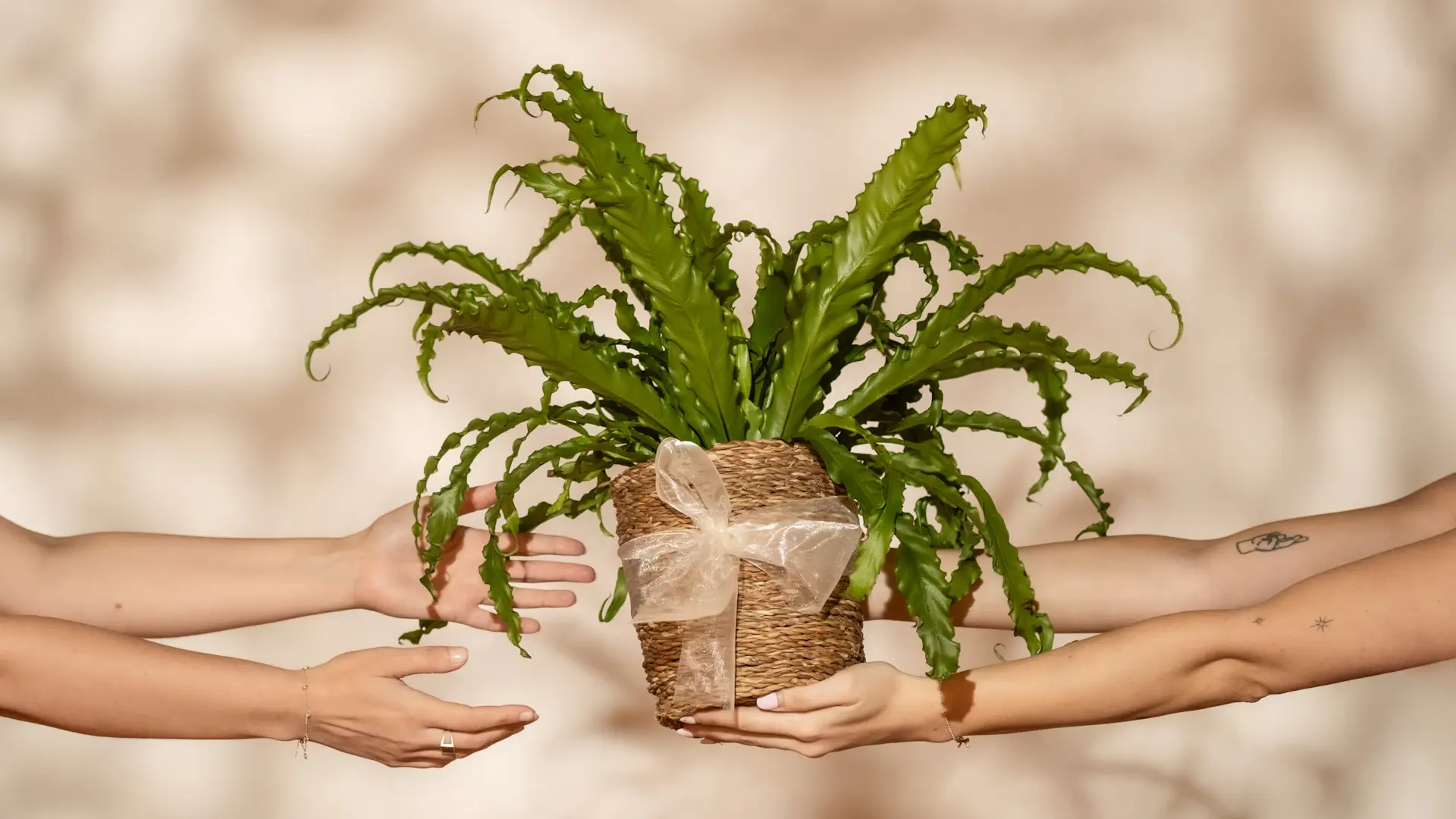 A beautifully wrapped gift plant ready to be delivered
