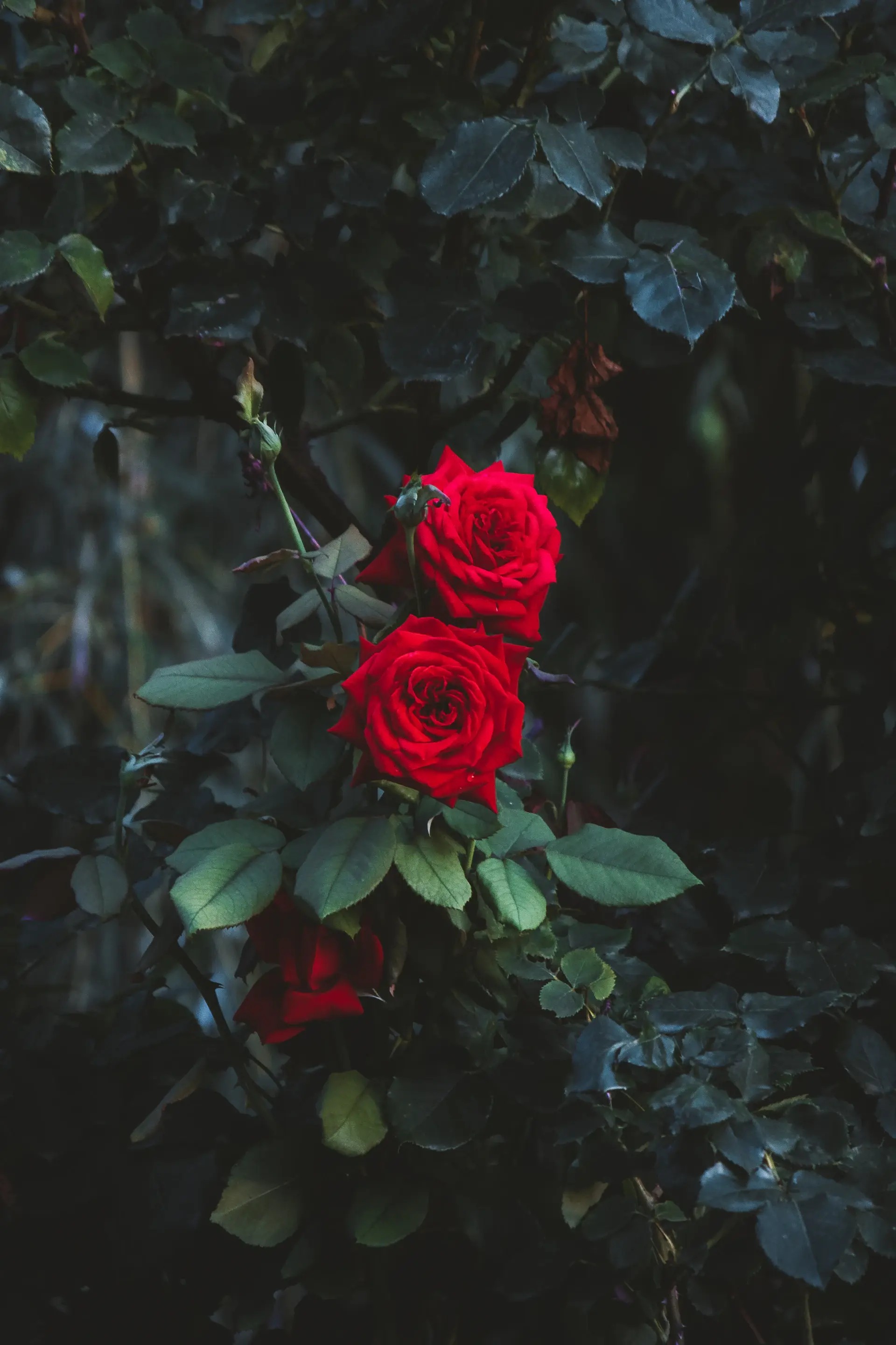 Romantic boutonniere