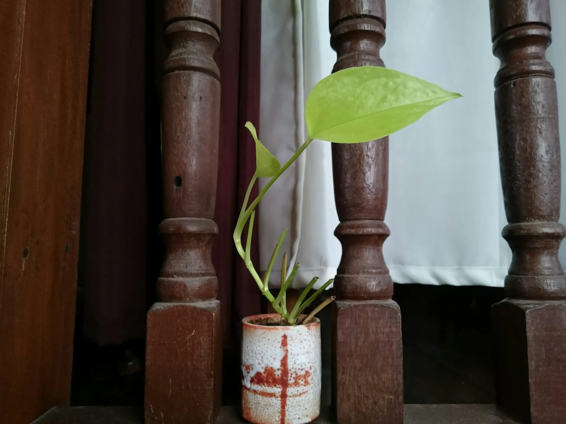 Cây pothos trong chậu gốm nâu