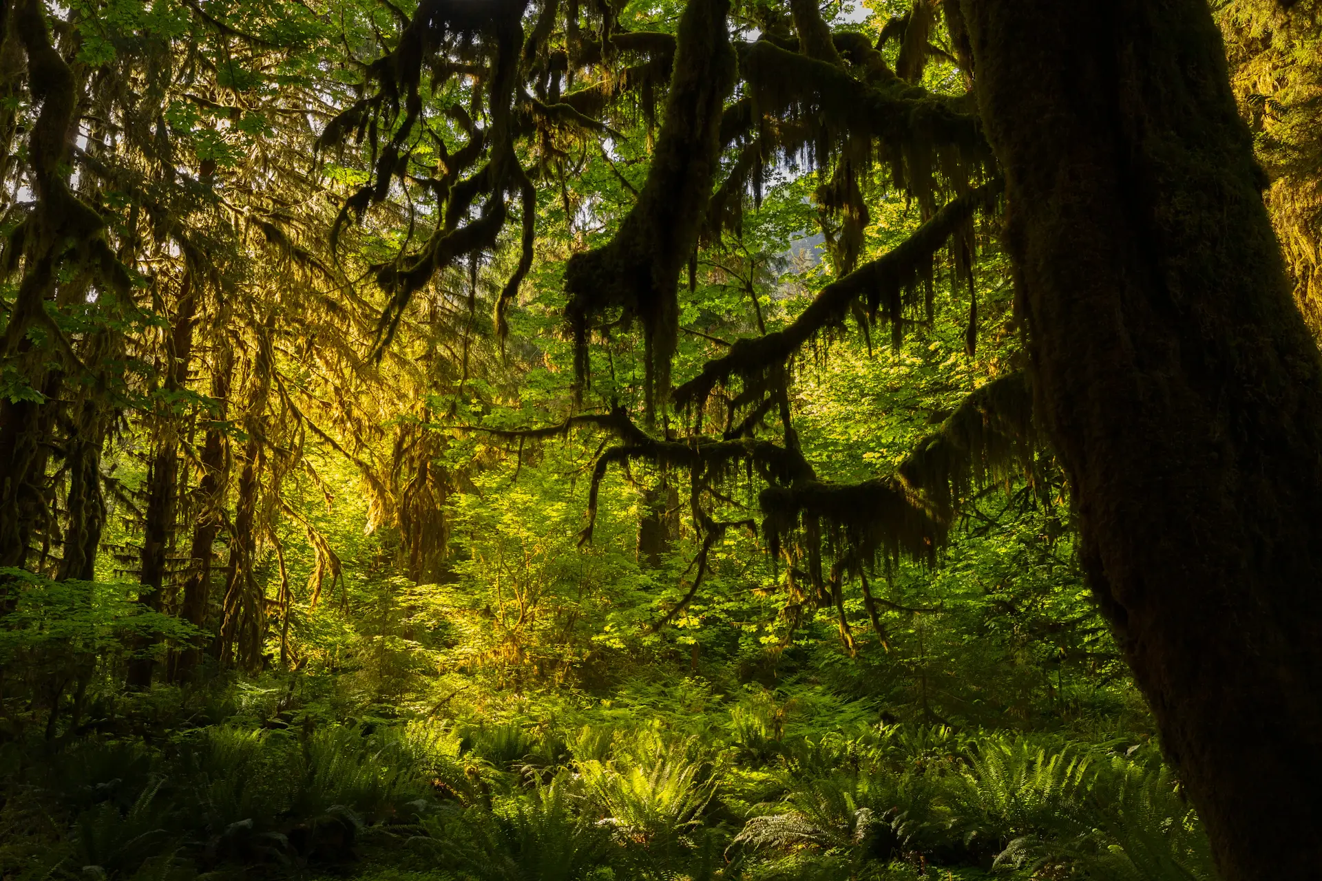 Low morning mist drifting between dense evergreen trees