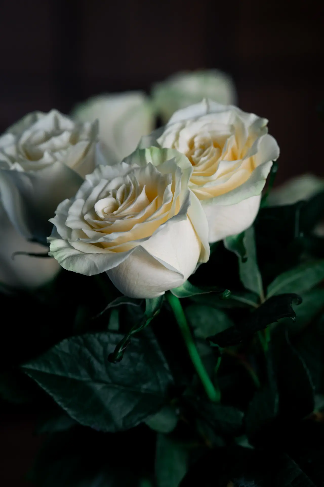 Large pale pink rose bouquet on white