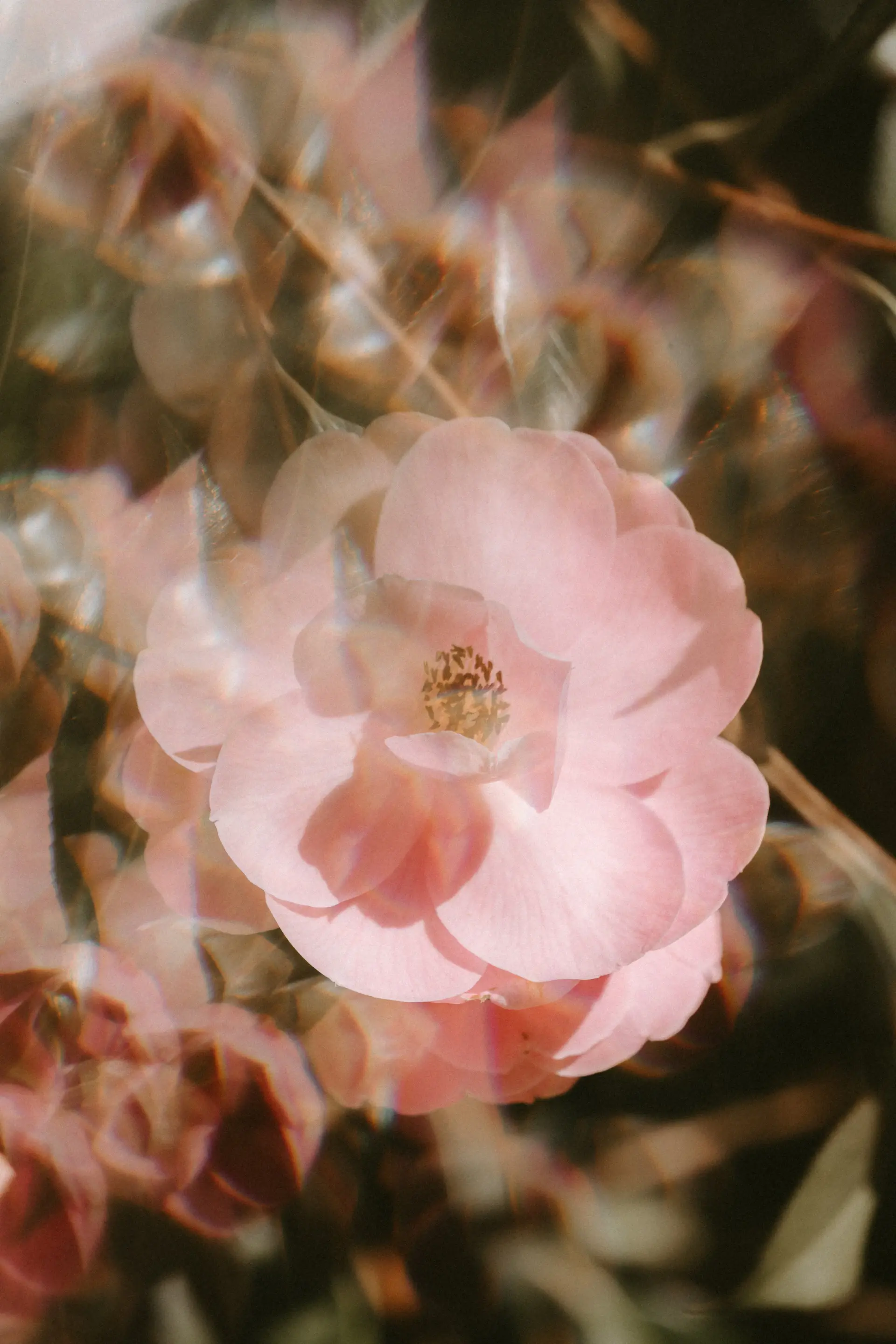 Spring rose collection