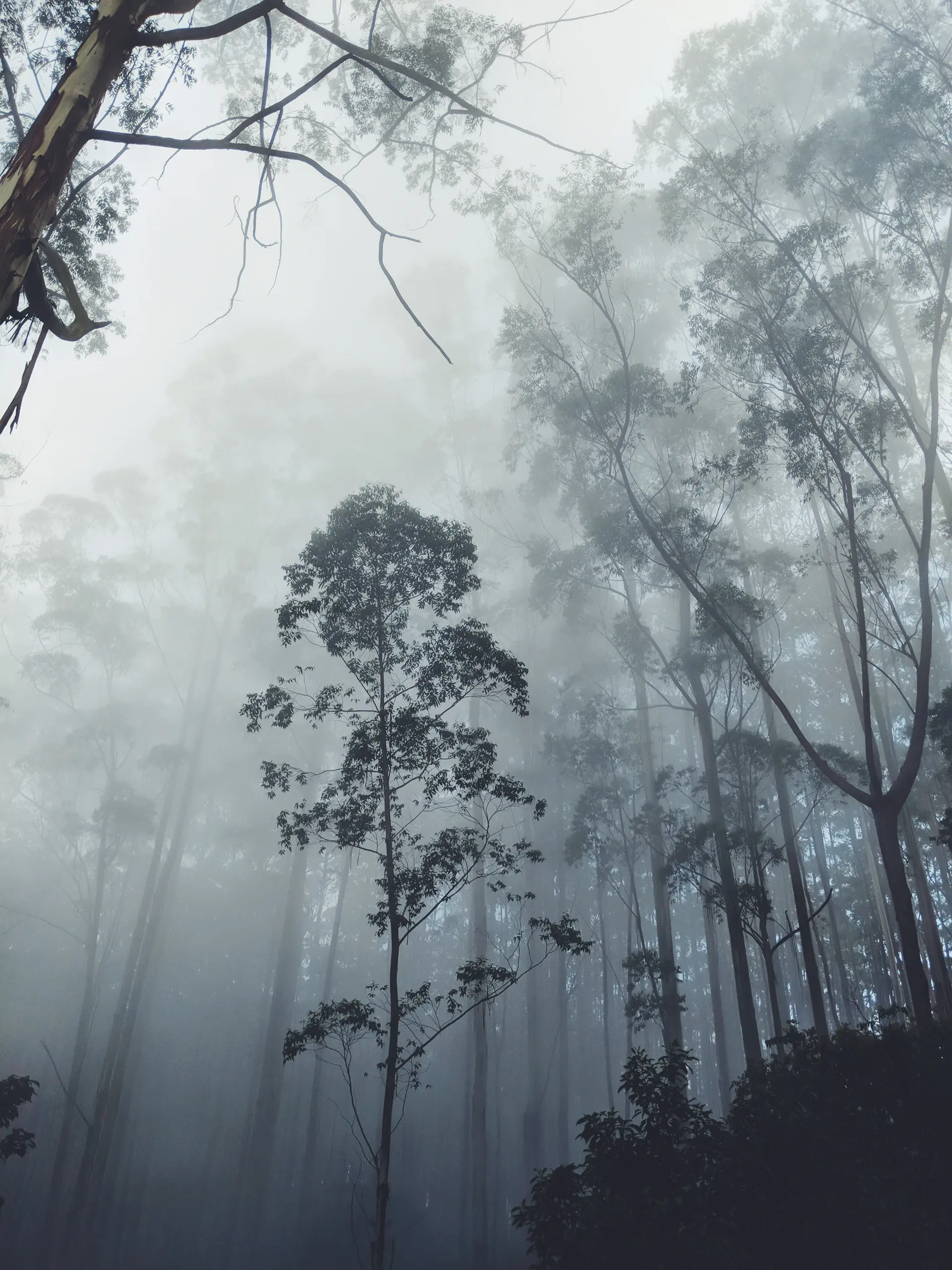 Ancient trunks rising into a canopy of soft fog