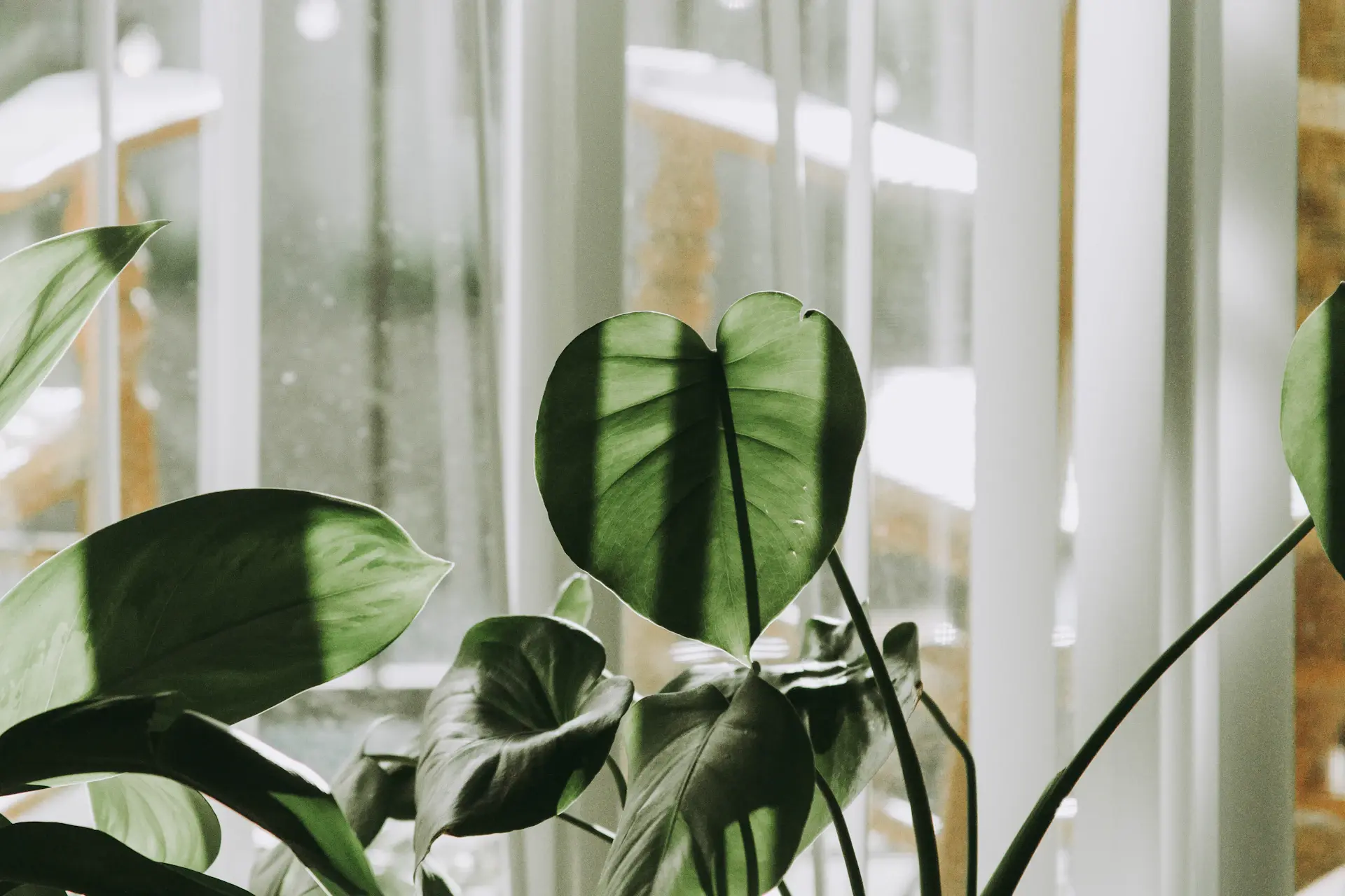 Watering a healthy monstera beside a bright window