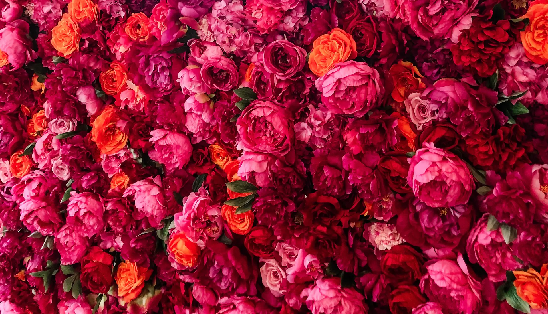 Close-up of a luxurious deep wine-red rose