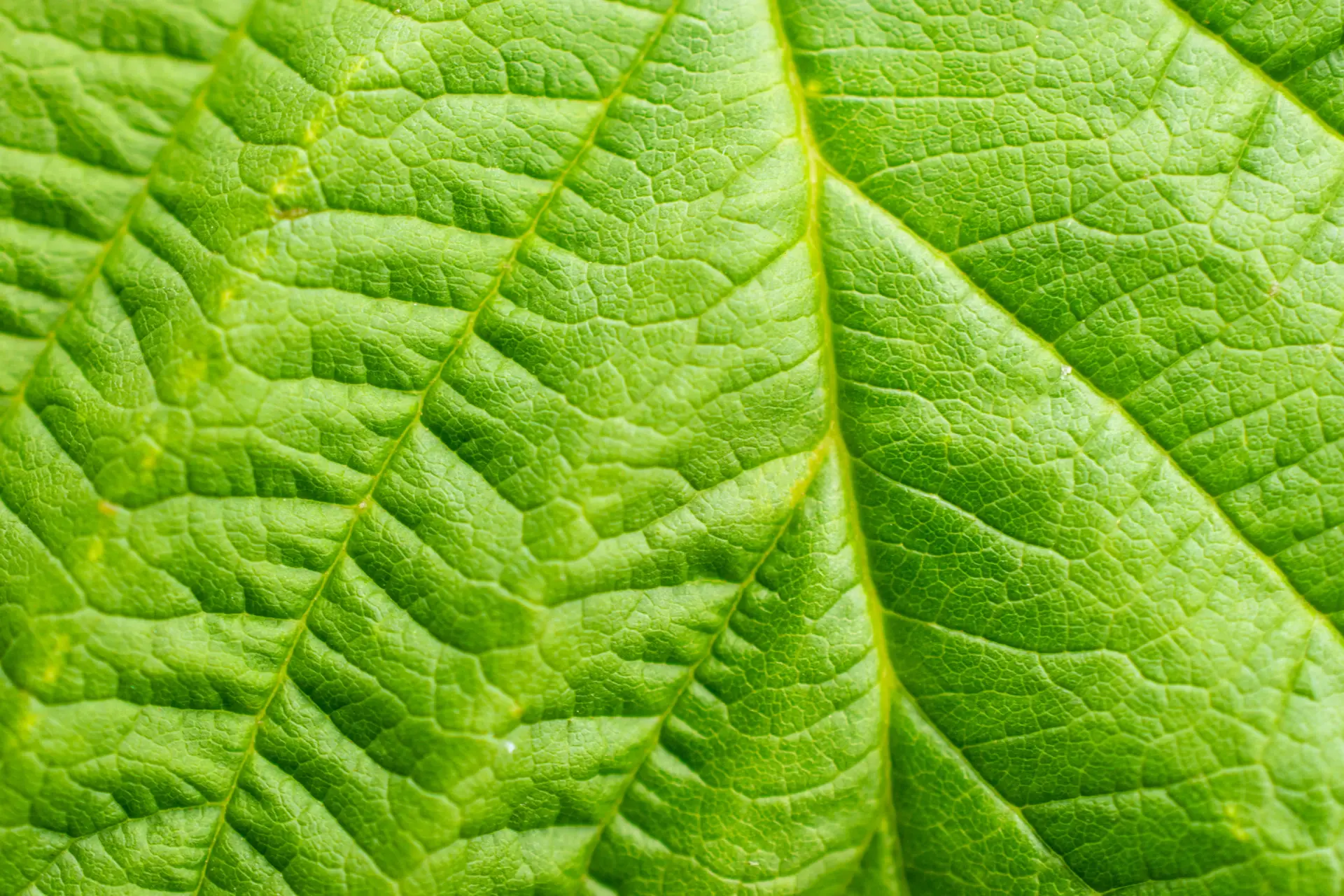 Inspecting plant leaves for pests up close