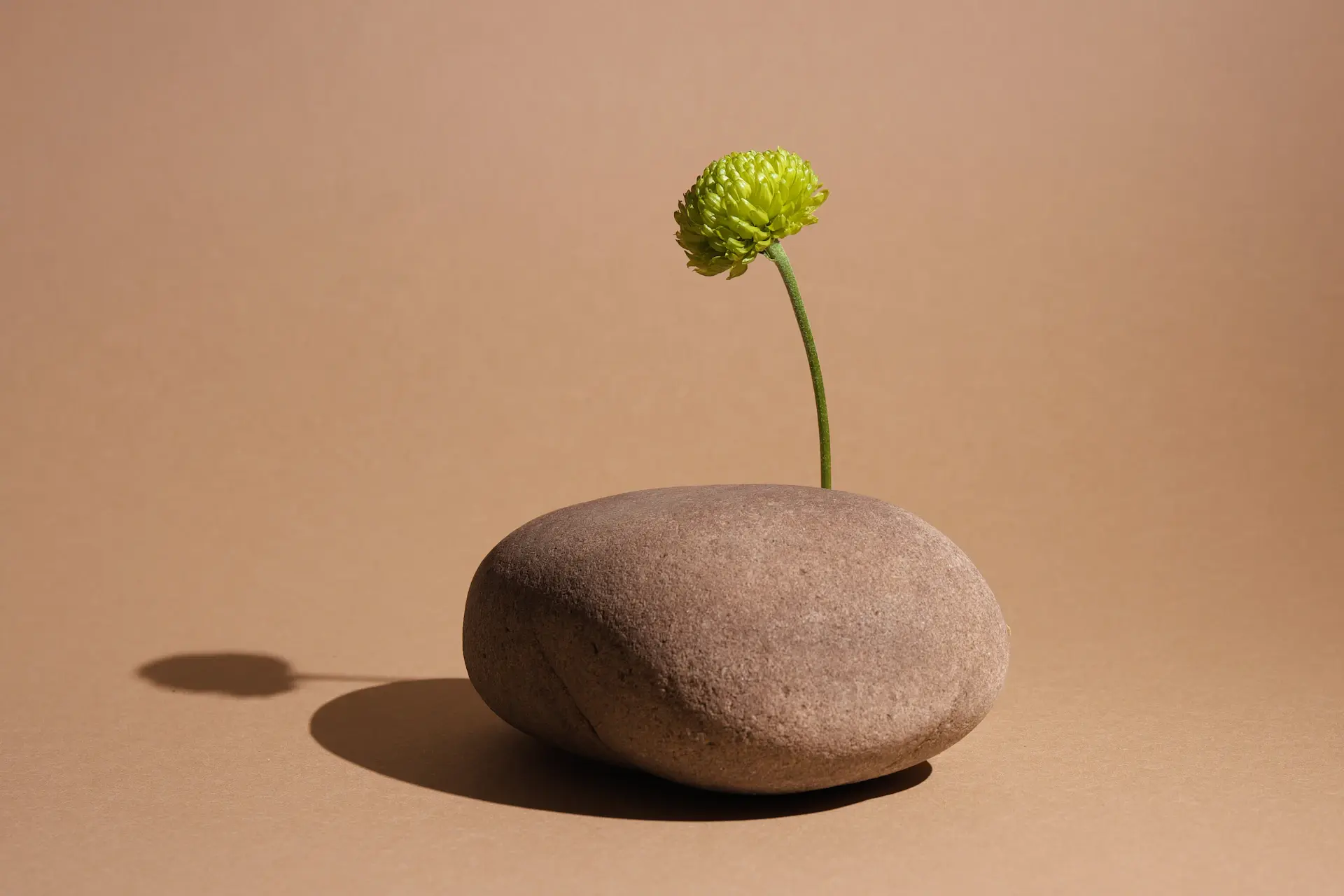 Soft editorial still life evoking calm and longevity