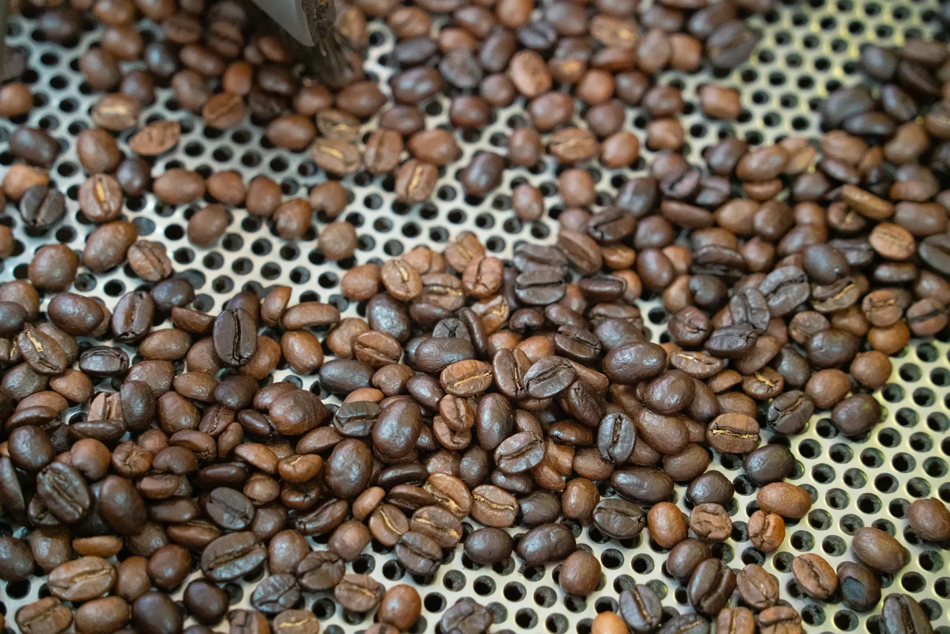 Roasted coffee beans cooling on a tray, warm spotlight