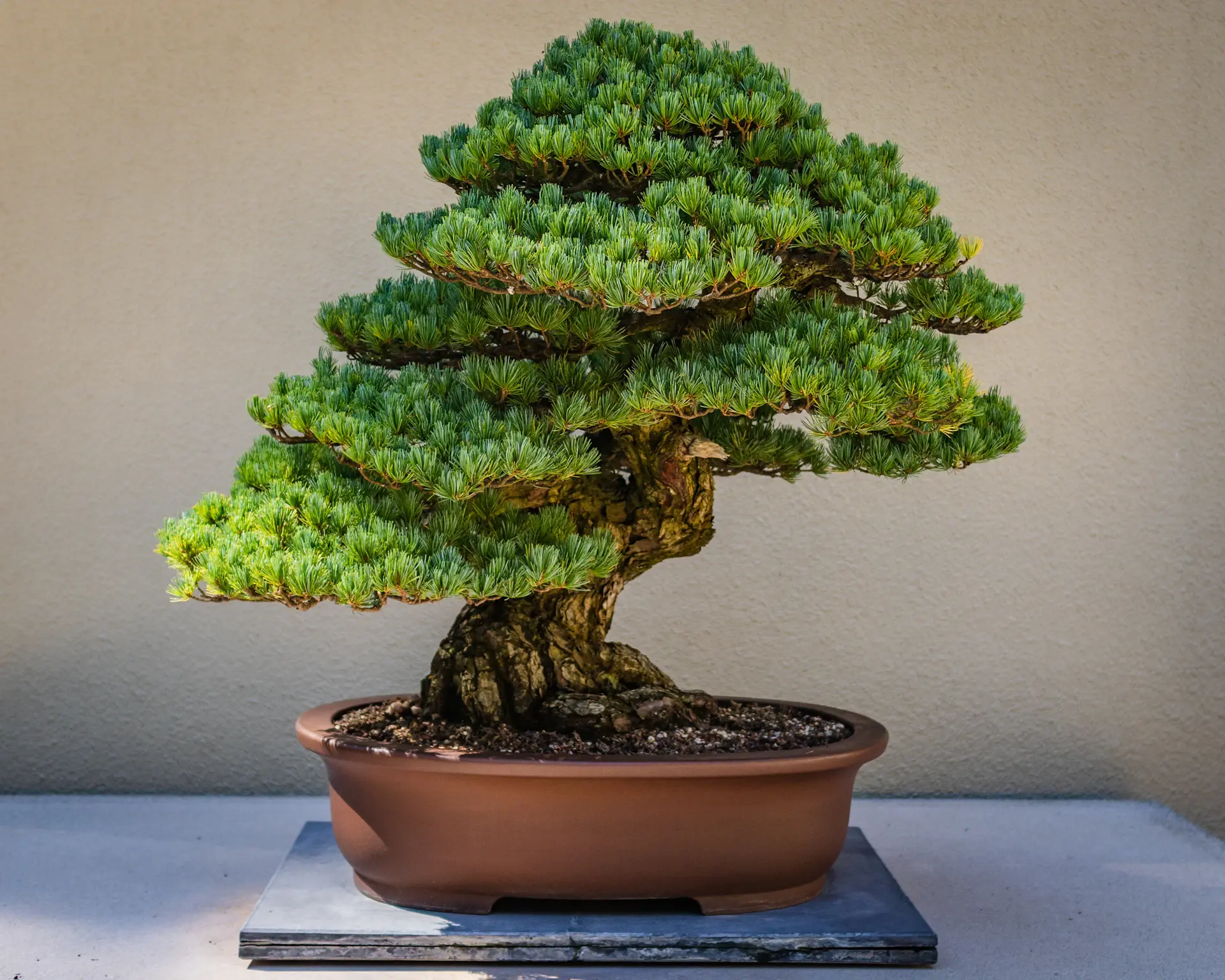 Bonsai tree in a shallow ceramic tray