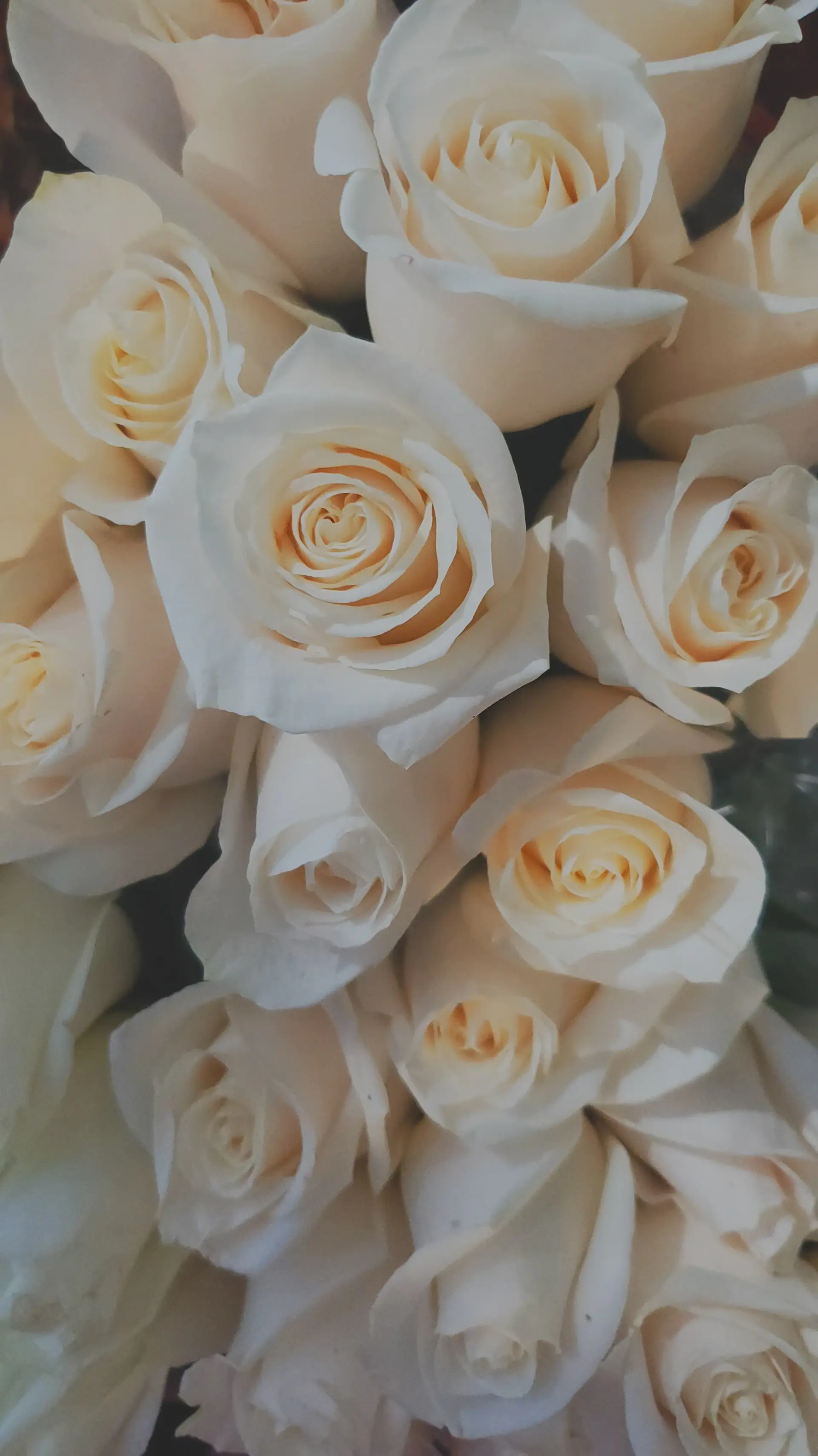 Ivory white rose bouquet