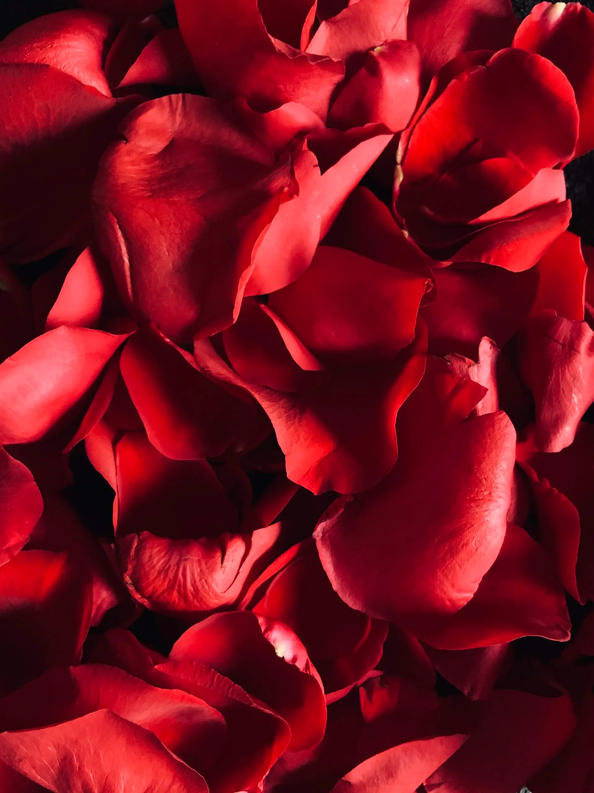 Deep crimson rose petal detail