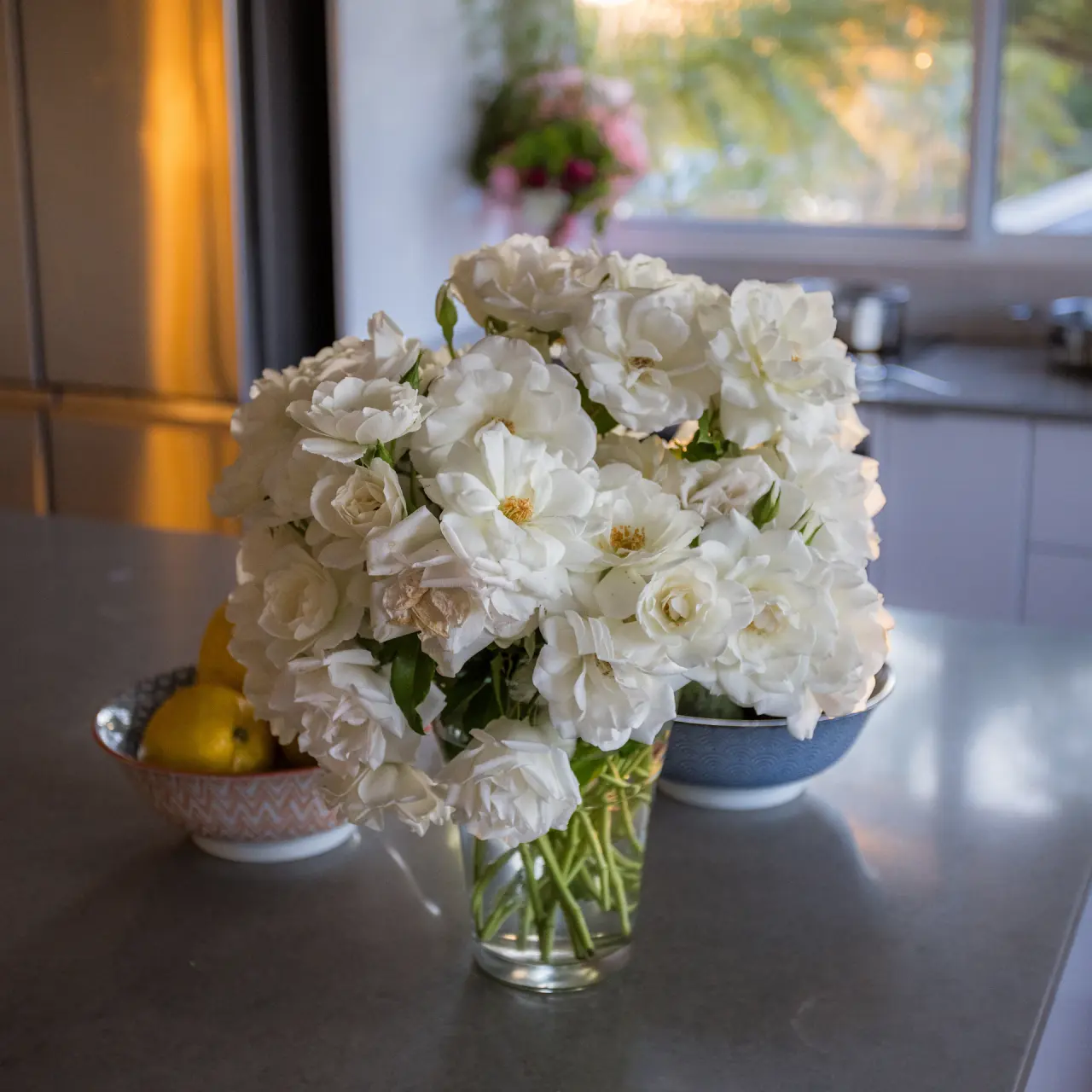 Backlit white rose petals editorial
