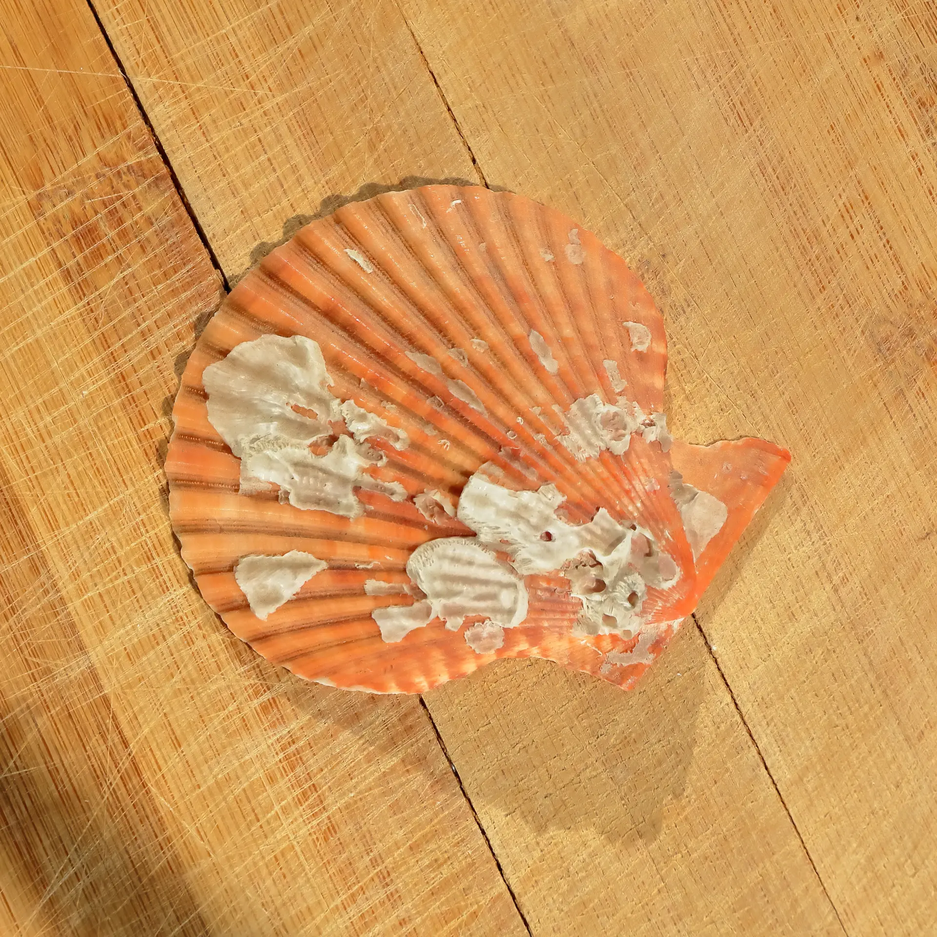 Sò điệp Hokkaido tươi