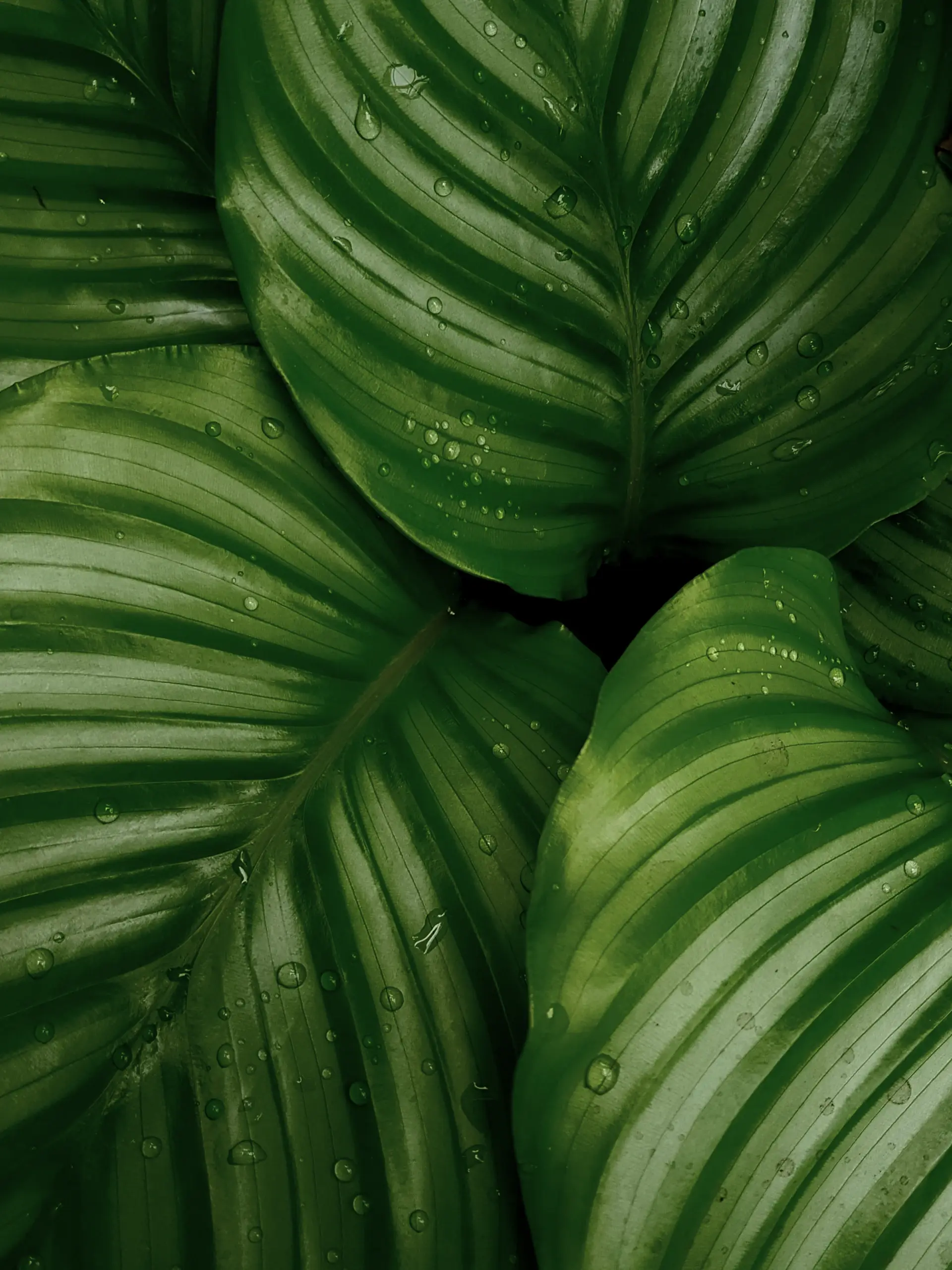 Close-up of healthy green leaves being inspected for pests