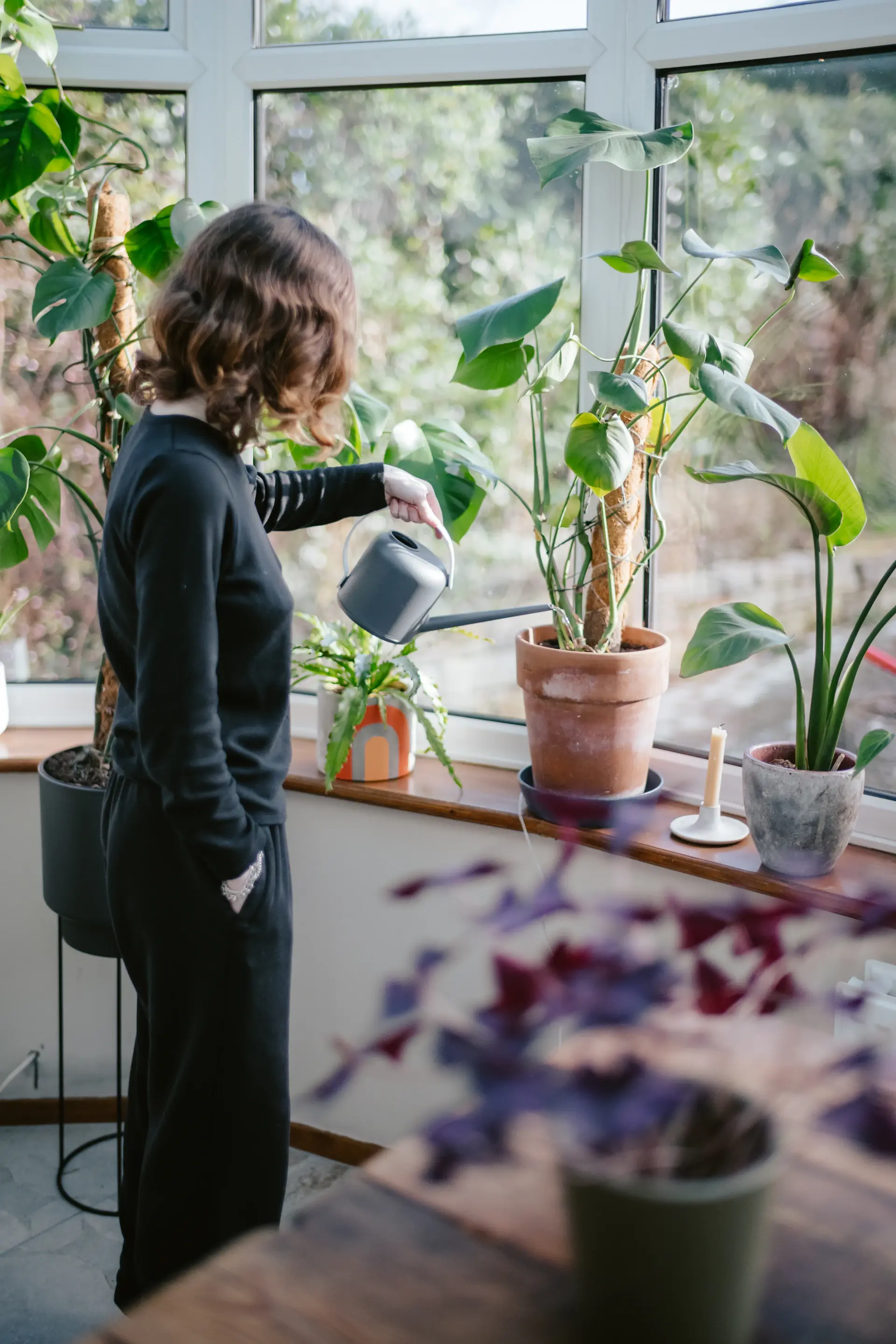 Watering a green houseplant with a brass watering can