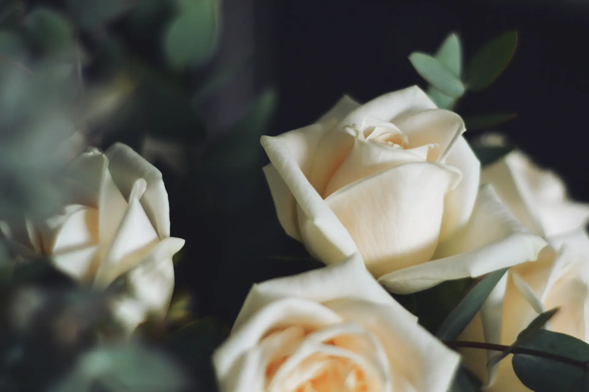 Cinematic wedding floral installation of pale roses