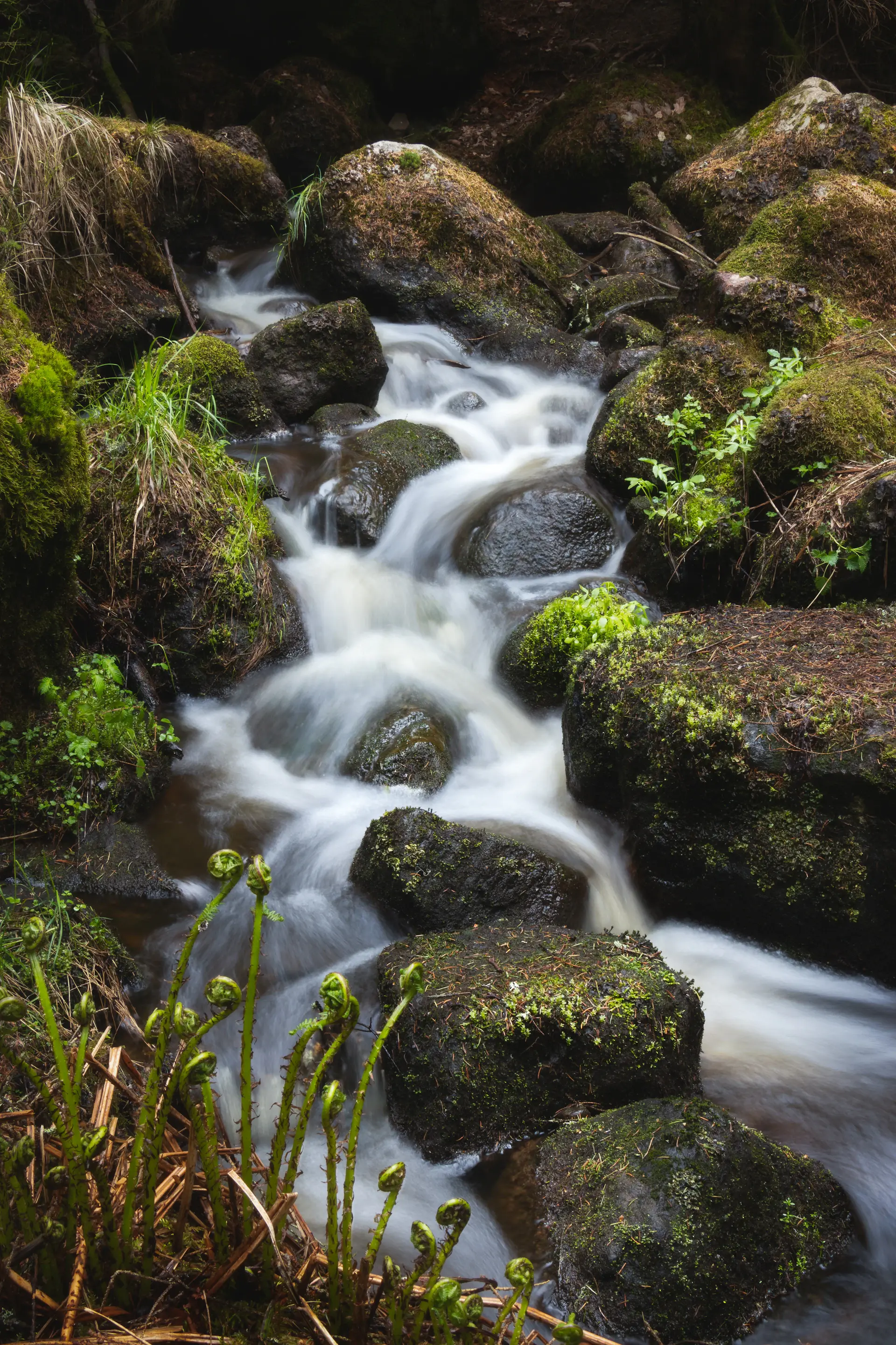 A thin veil of water in a green forest gorge