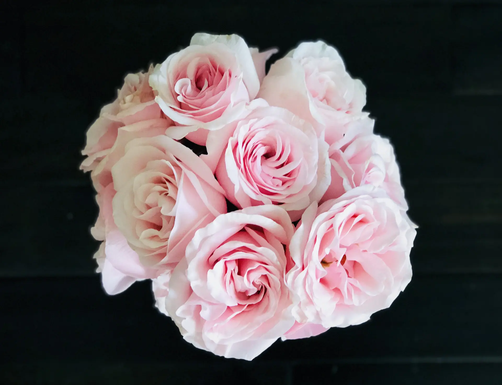 Bộ sưu tập hoa hồng theo dịp của Rose Lumière