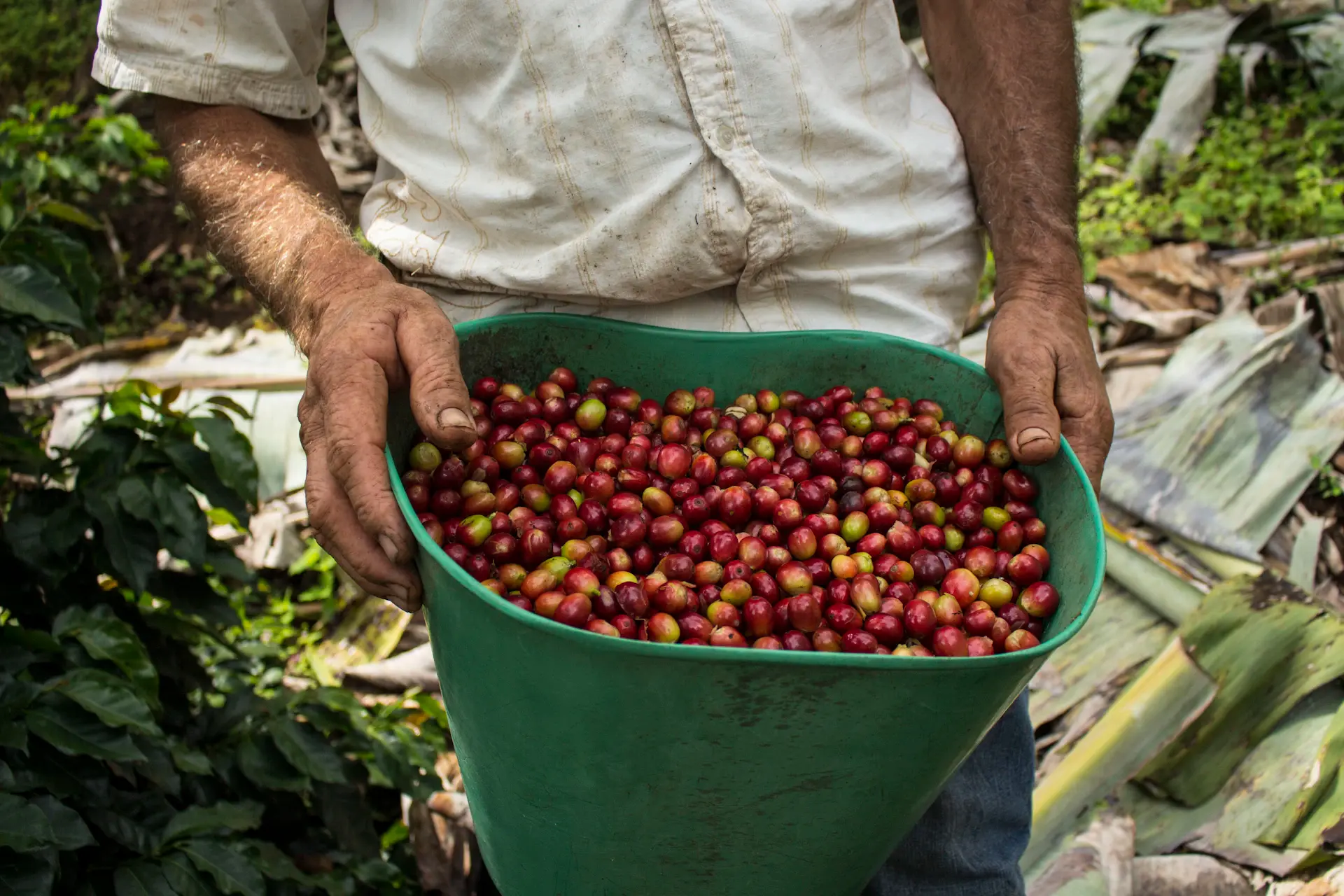 Coffee cherries on a farm in Ethiopia