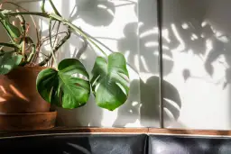 Cây Monstera Deliciosa — ảnh 4