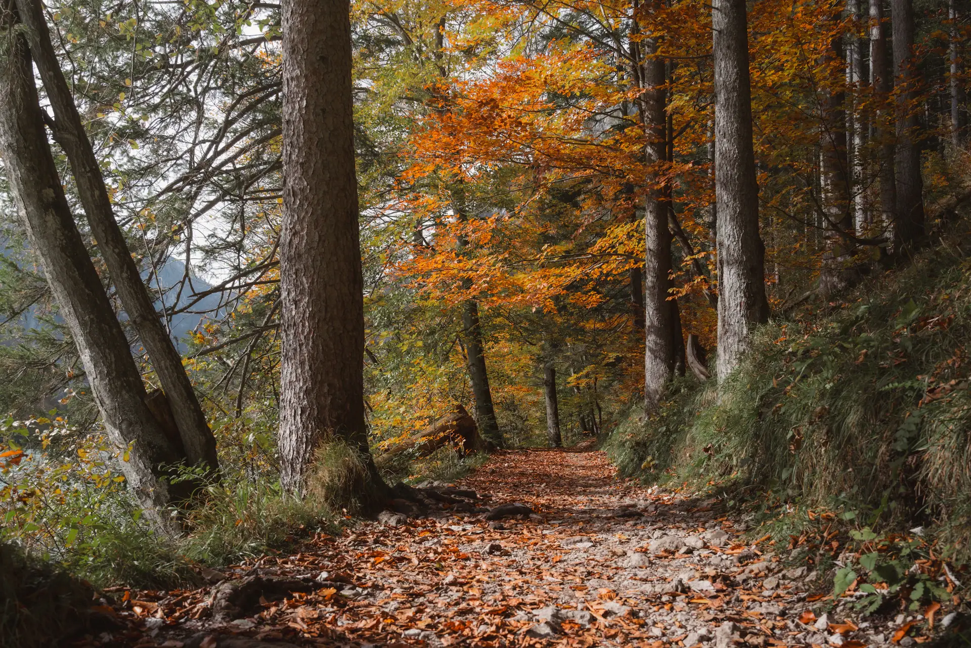 Hillside walking paths in autumn