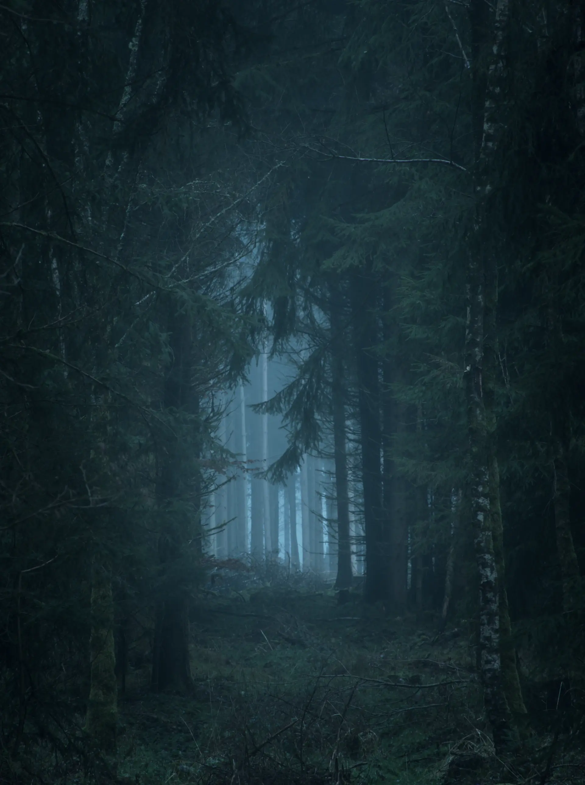 A misty dark pine forest at first light