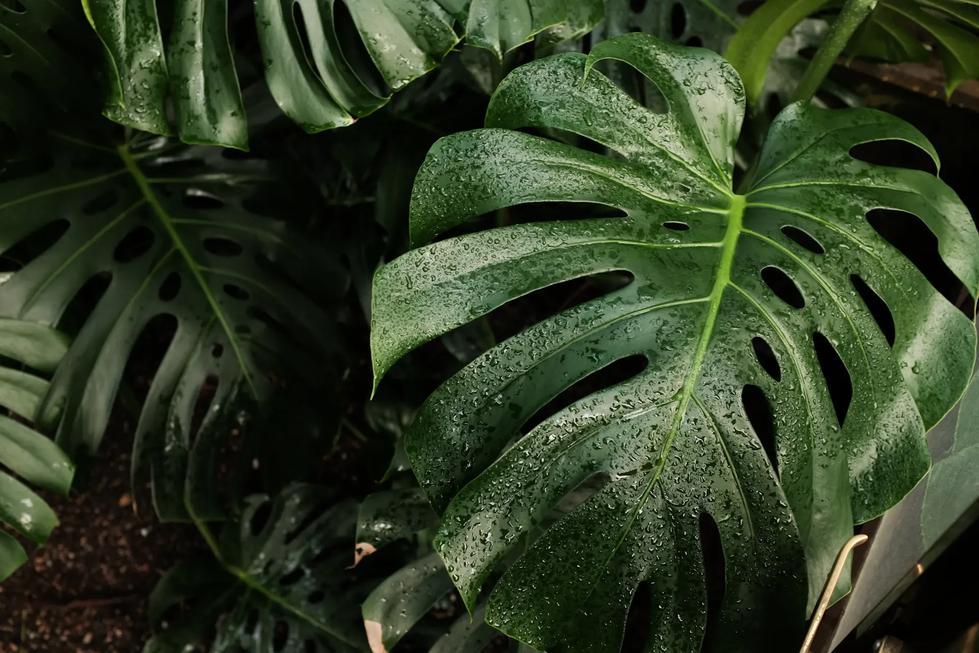Close-up of an unfurling Monstera leaf