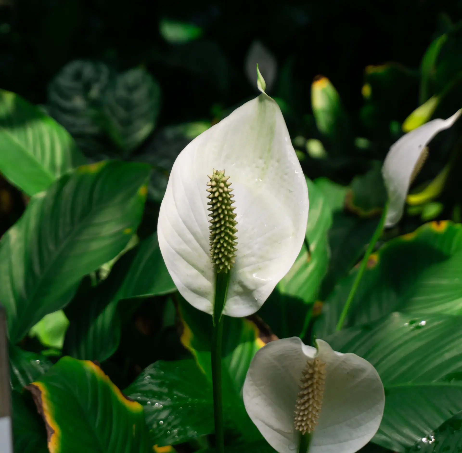 Peace lily with white flowers