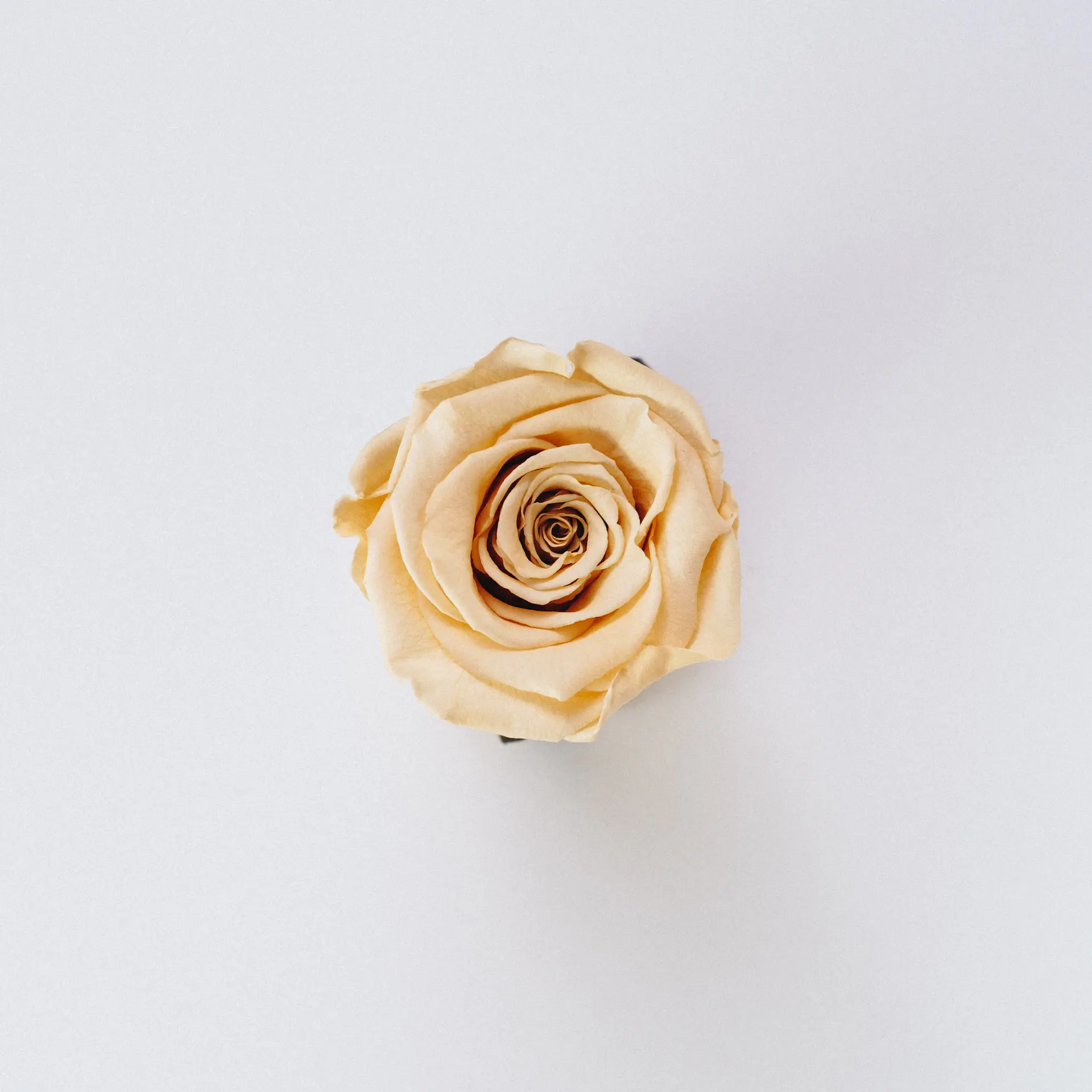 Eternal preserved rose