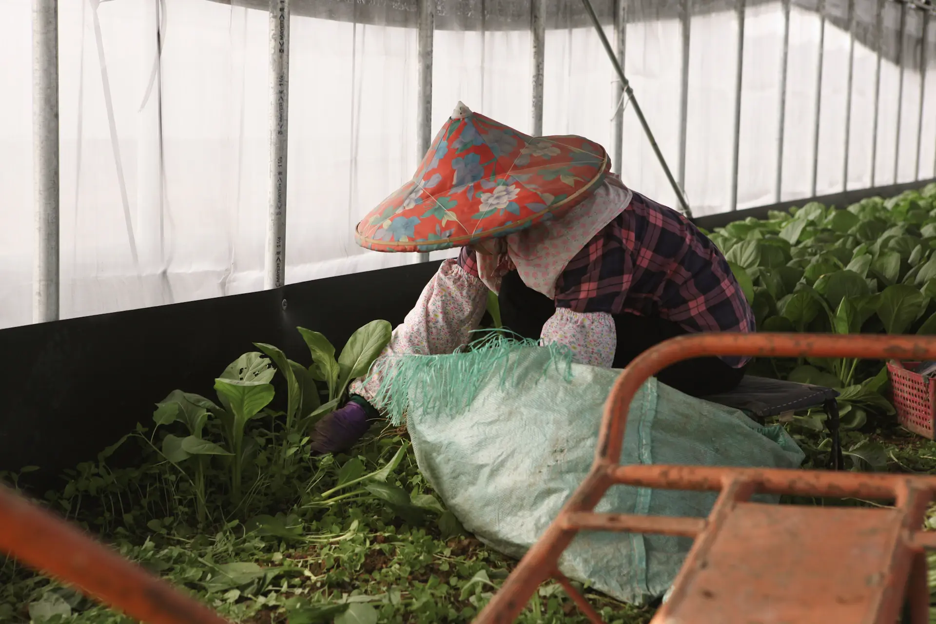 Kỹ sư vận hành thiết bị thu hoạch bán tự động tại ruộng rau ăn lá