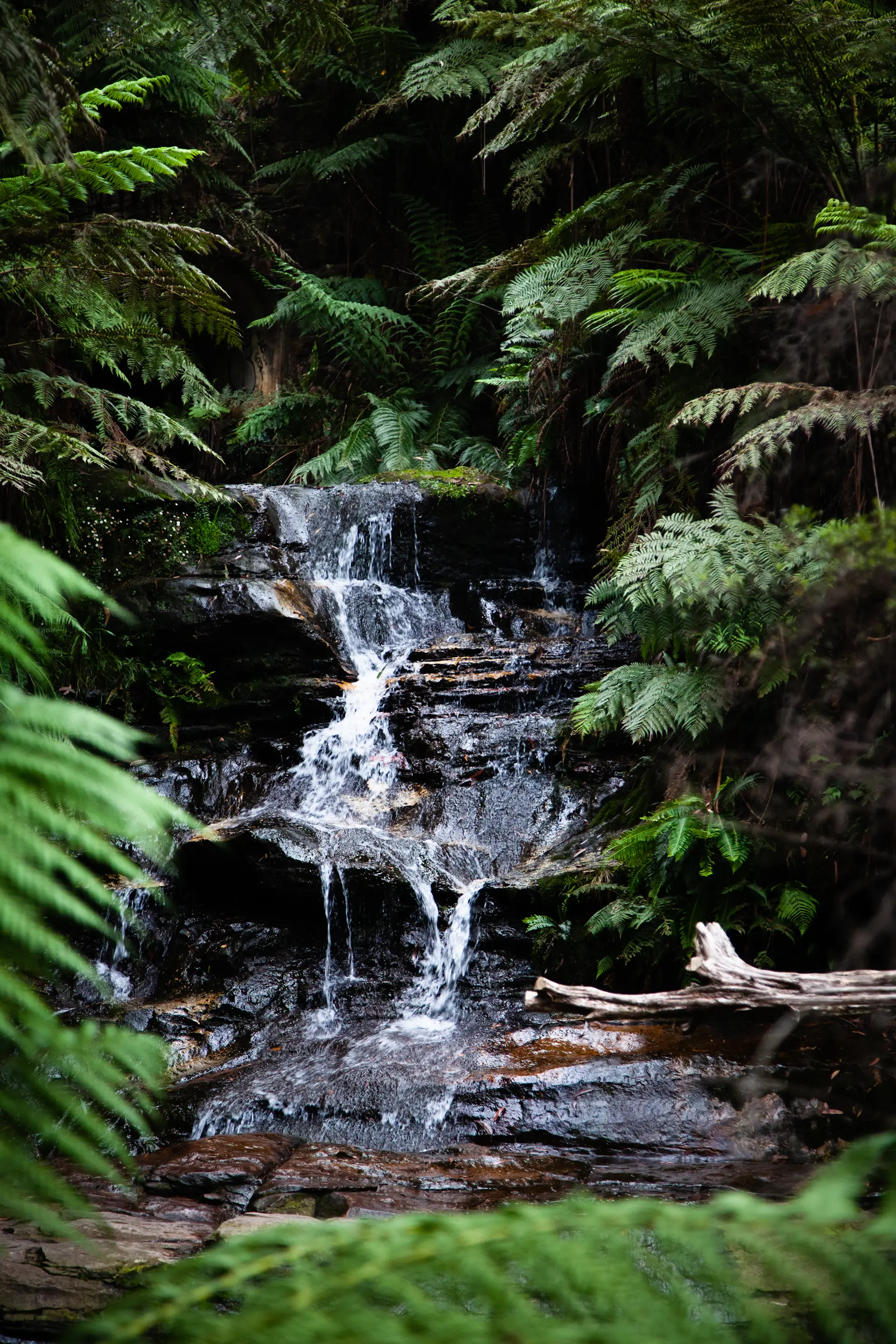 A hidden waterfall pool surrounded by autumn ferns