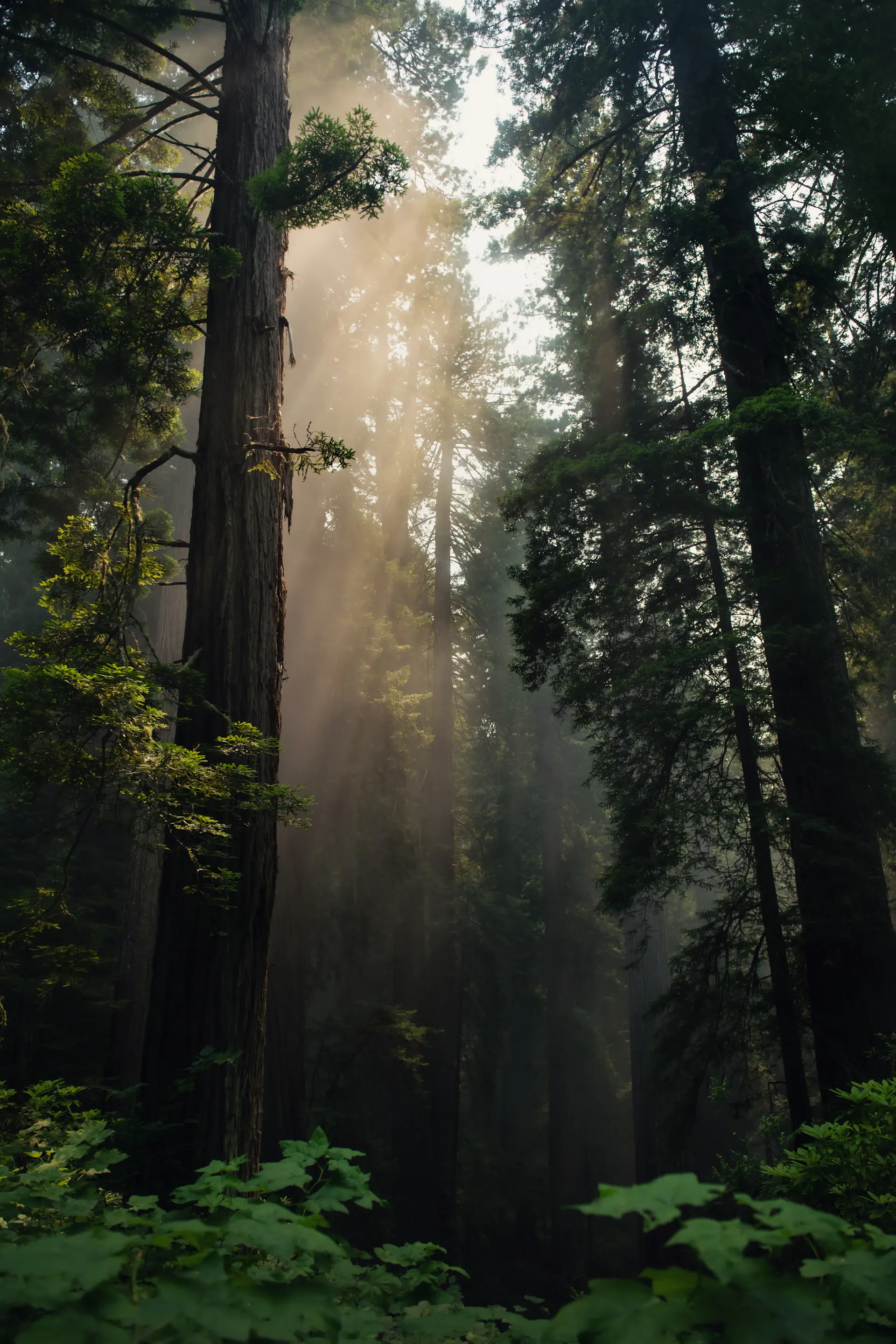 Shafts of light falling through towering redwoods