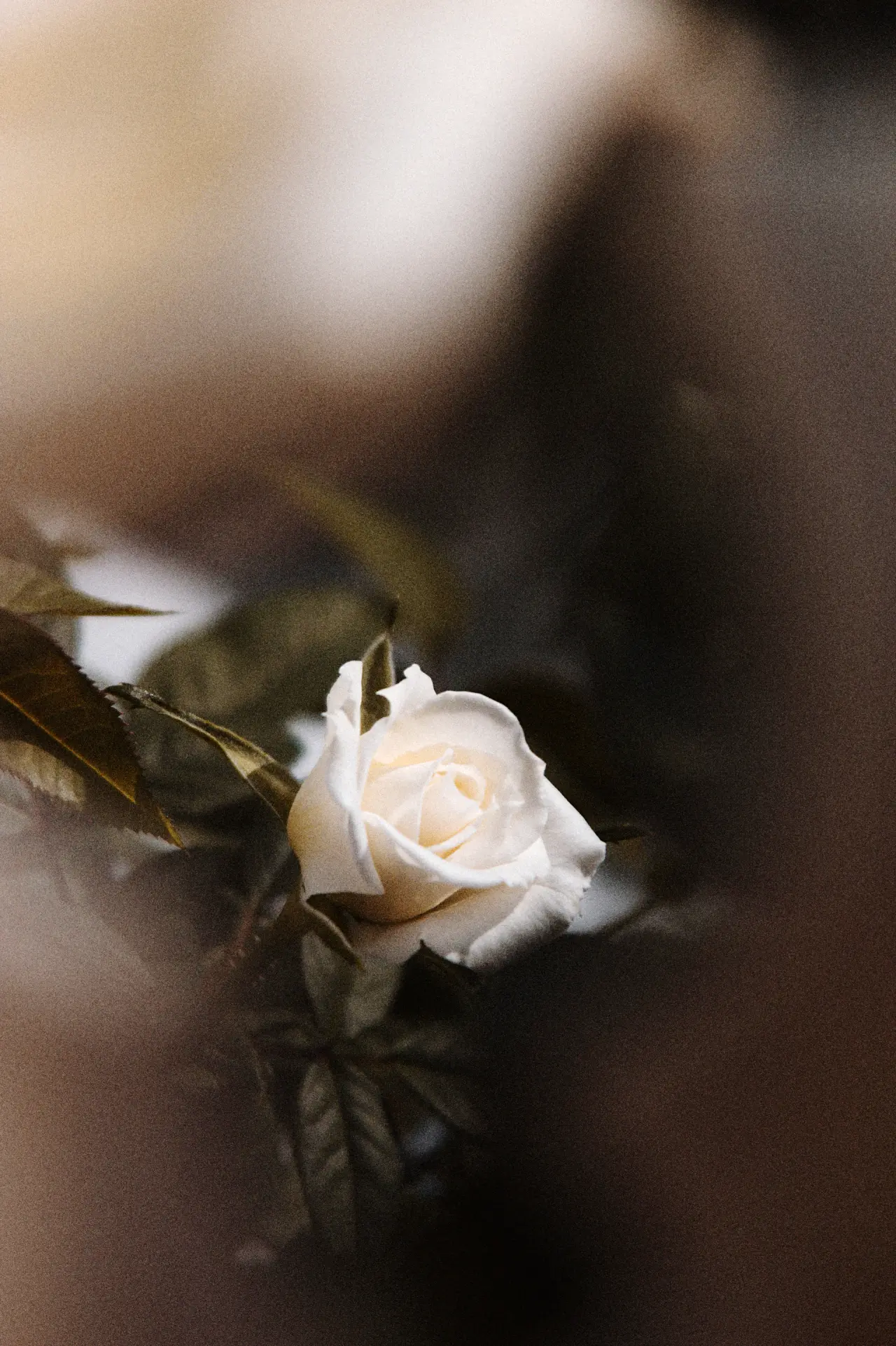 Architectural floral arch of pale roses