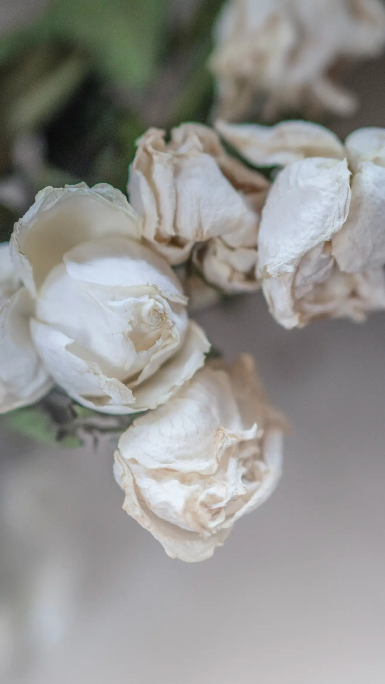 Preserved white rose under glass dome