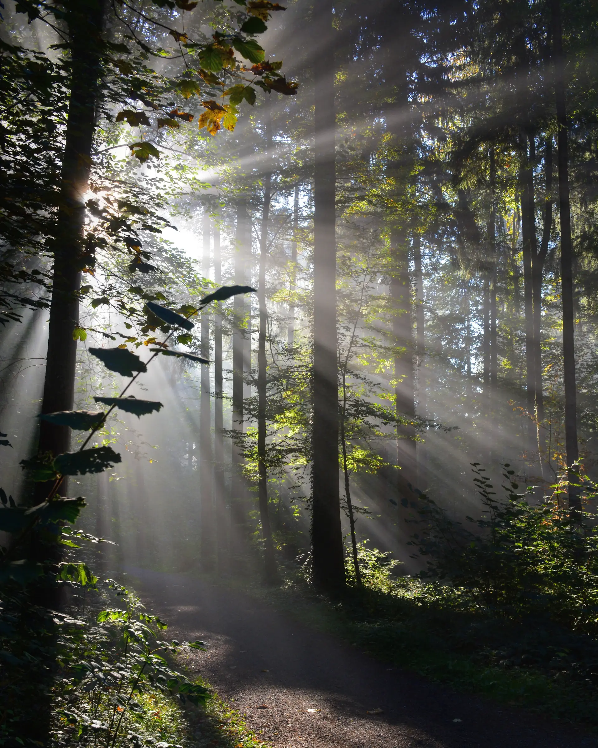 Sunlight breaking through a quiet ancient forest