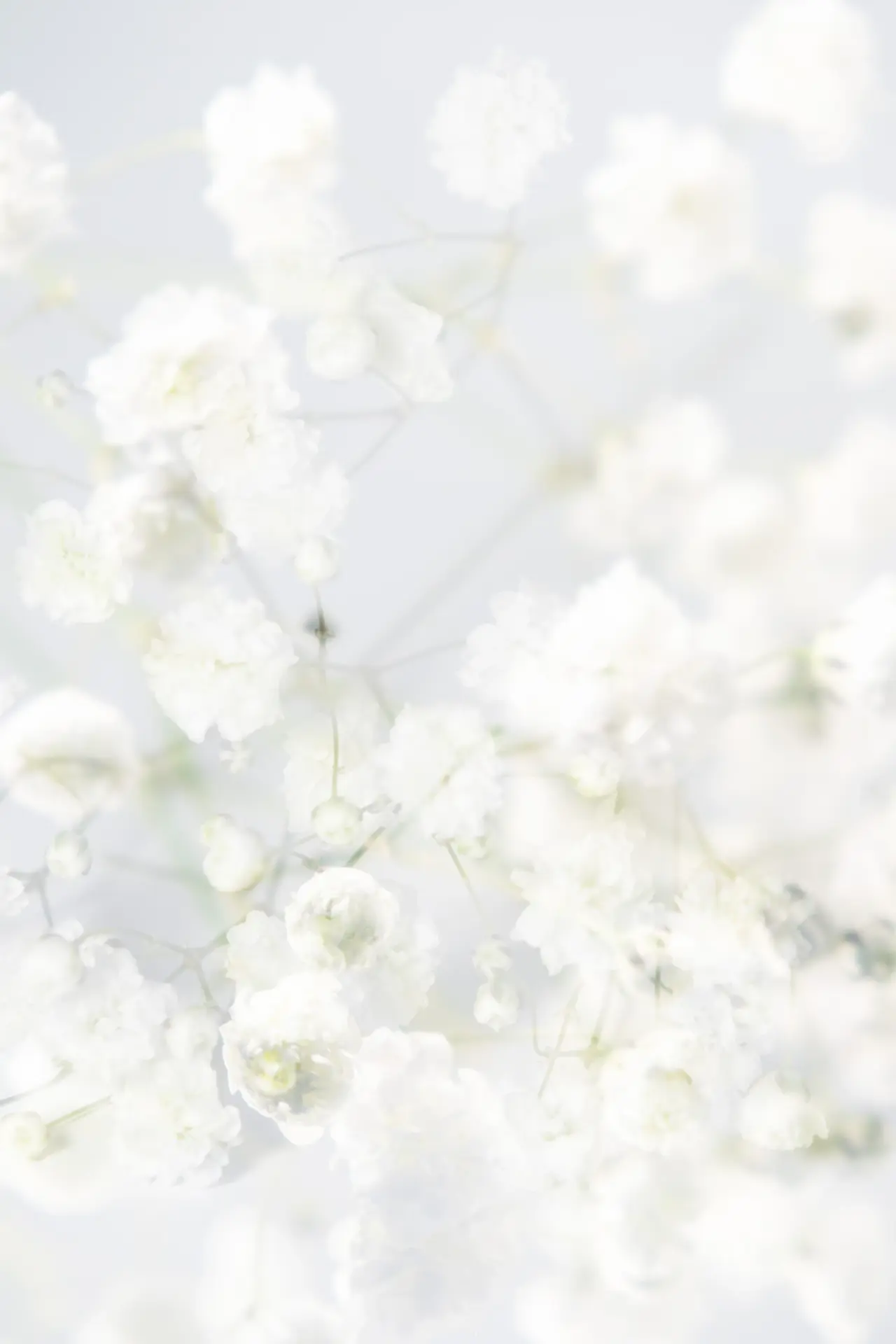 Single white rose framed by vast white space