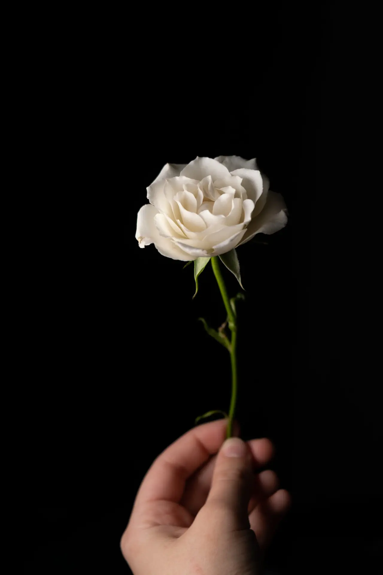 Preserved white rose under glass dome