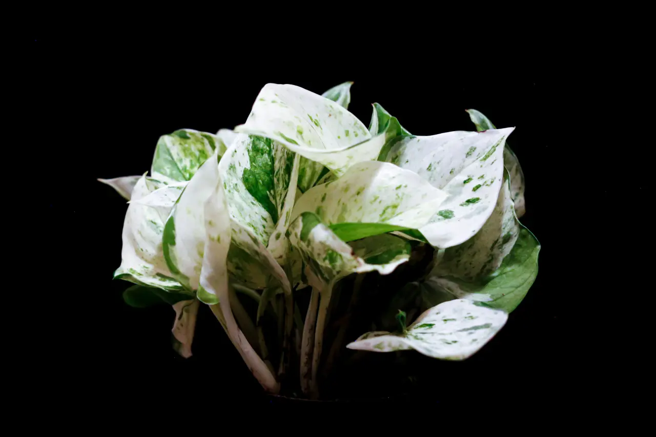 Trầu bà cẩm thạch