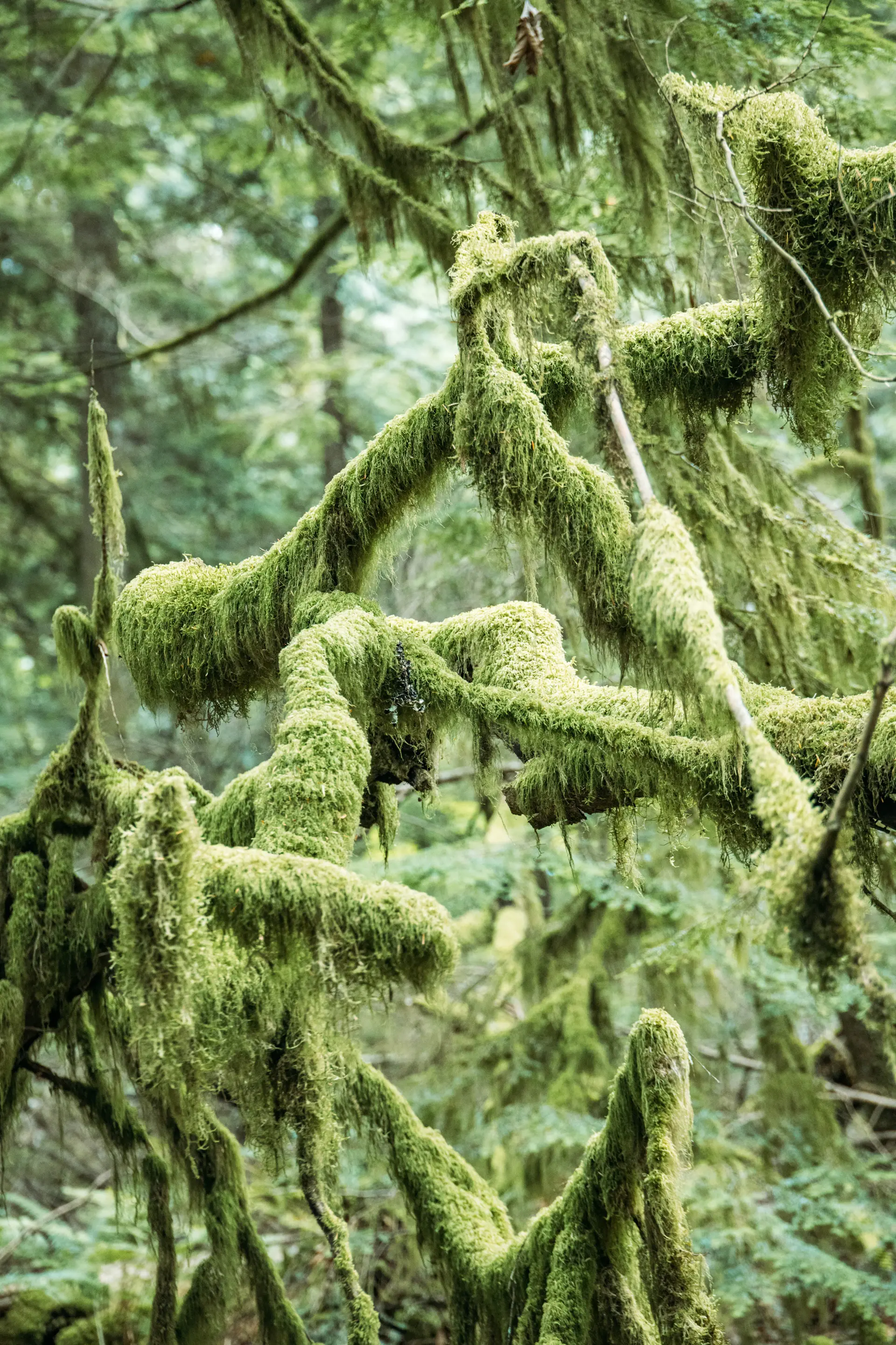 Moss-draped trees in a silent old-growth forest