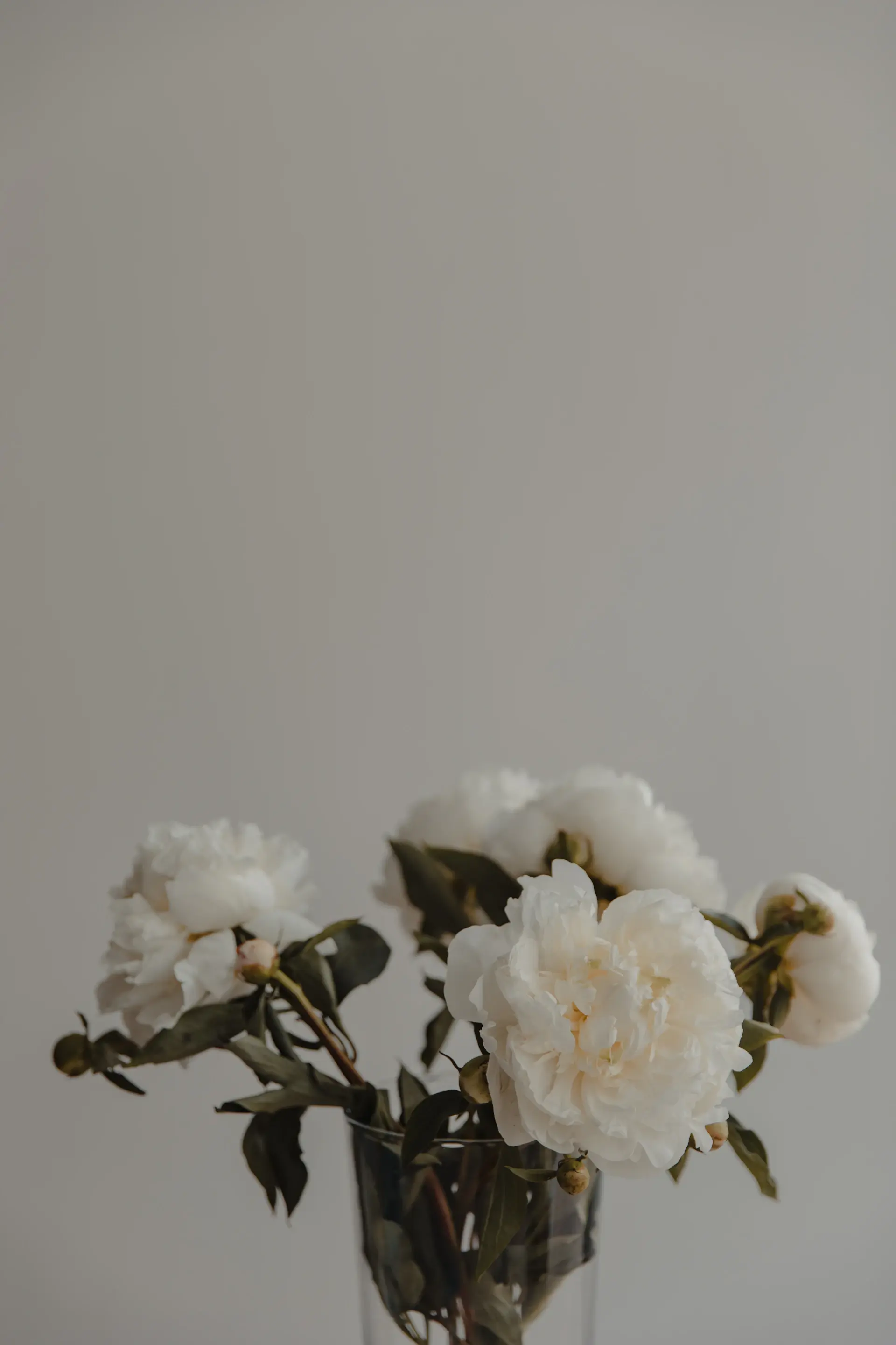 Deep wine-red roses on a pale architectural surface